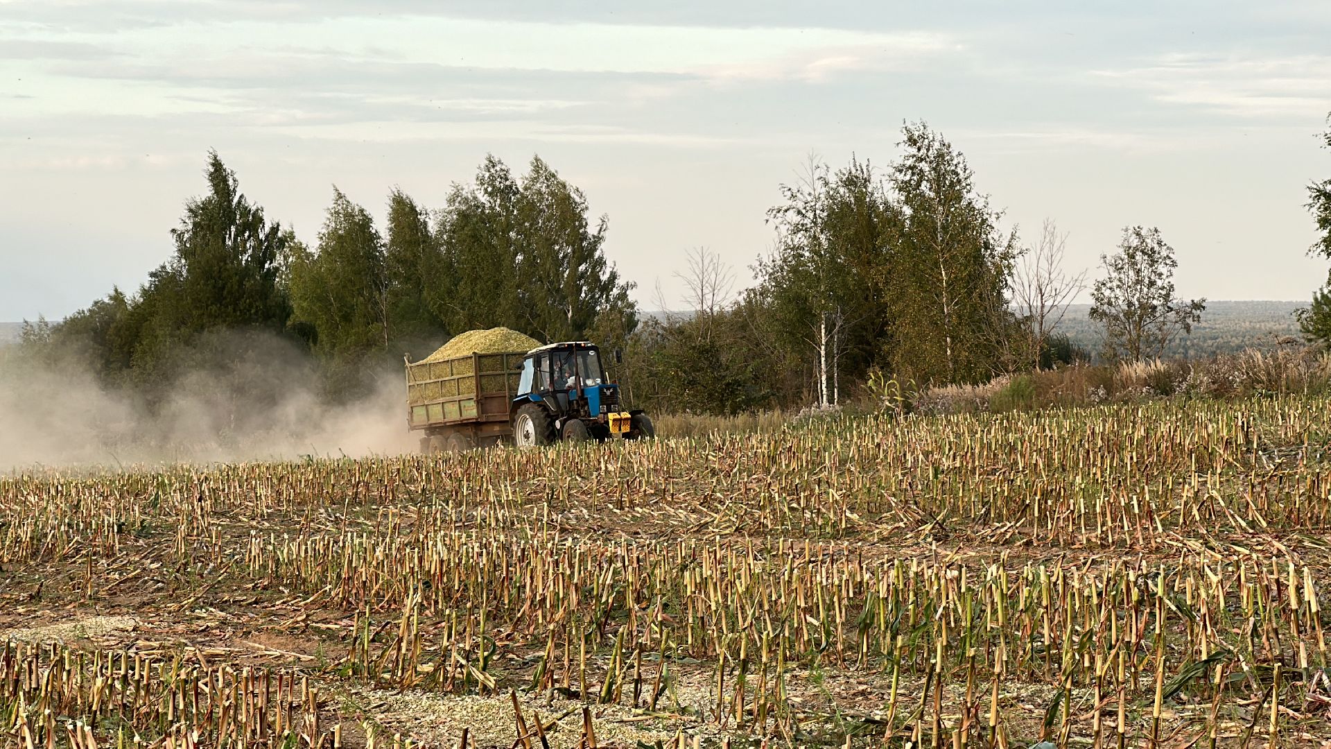 Клин, общество, экономика, сельское хозяйство, коровы,