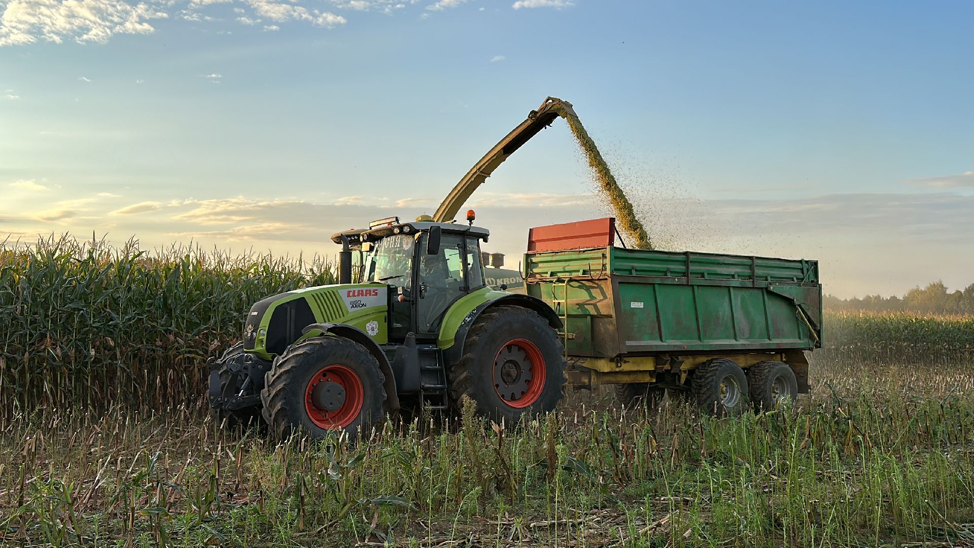 Клин, общество, экономика, сельское хозяйство, коровы,