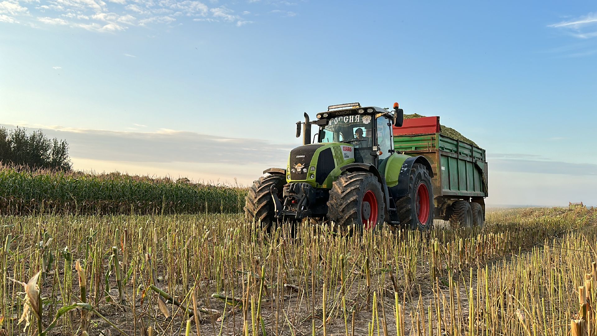 Клин, общество, экономика, сельское хозяйство, коровы,