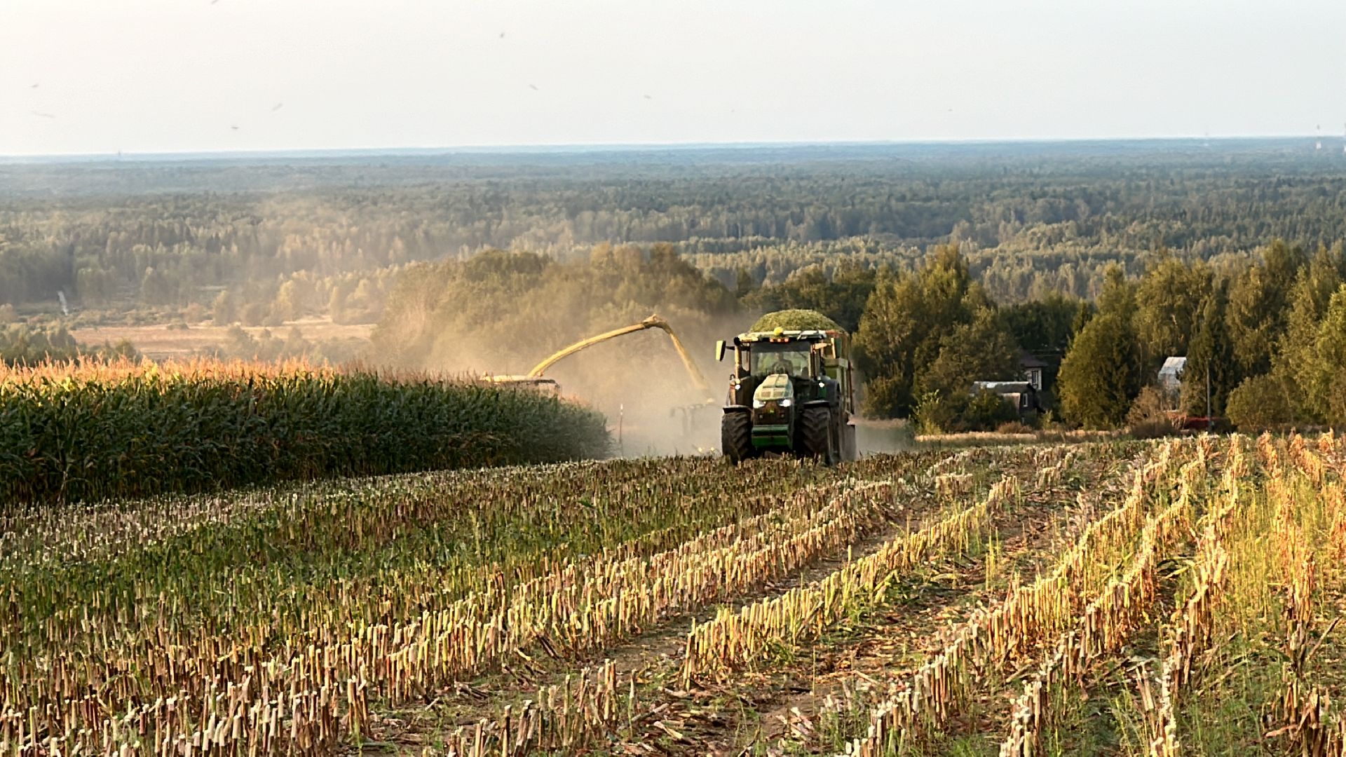 Клин, общество, экономика, сельское хозяйство, коровы,