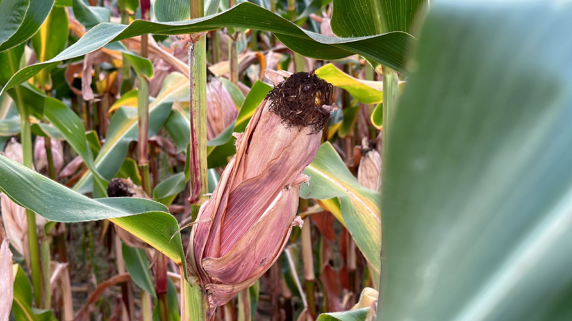 Клин, общество, экономика, сельское хозяйство, коровы,