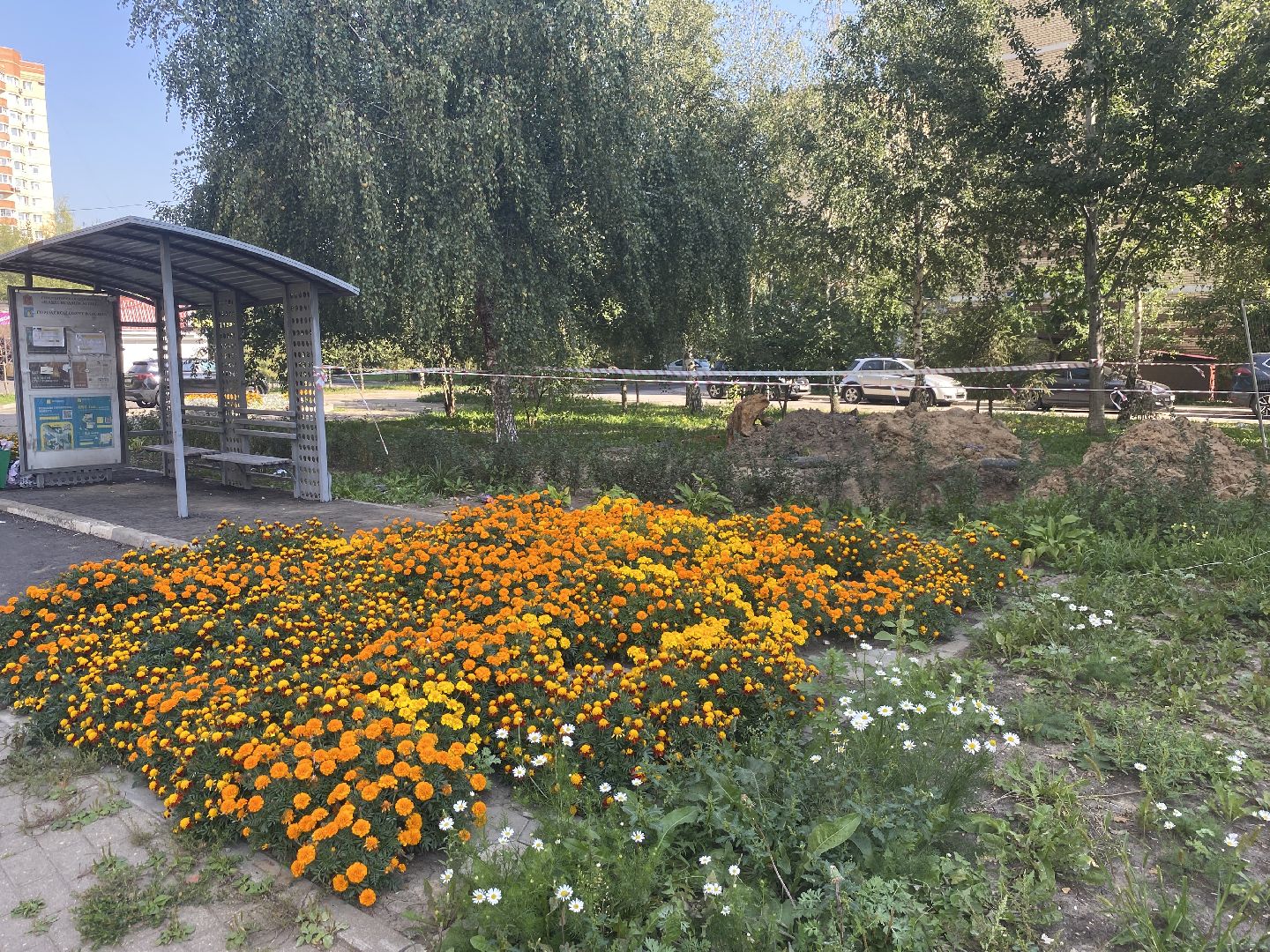 благоустройство территории, мкр Тополек Власиха, мкр школьный власиха, обращения жителей, обход территории власиха,