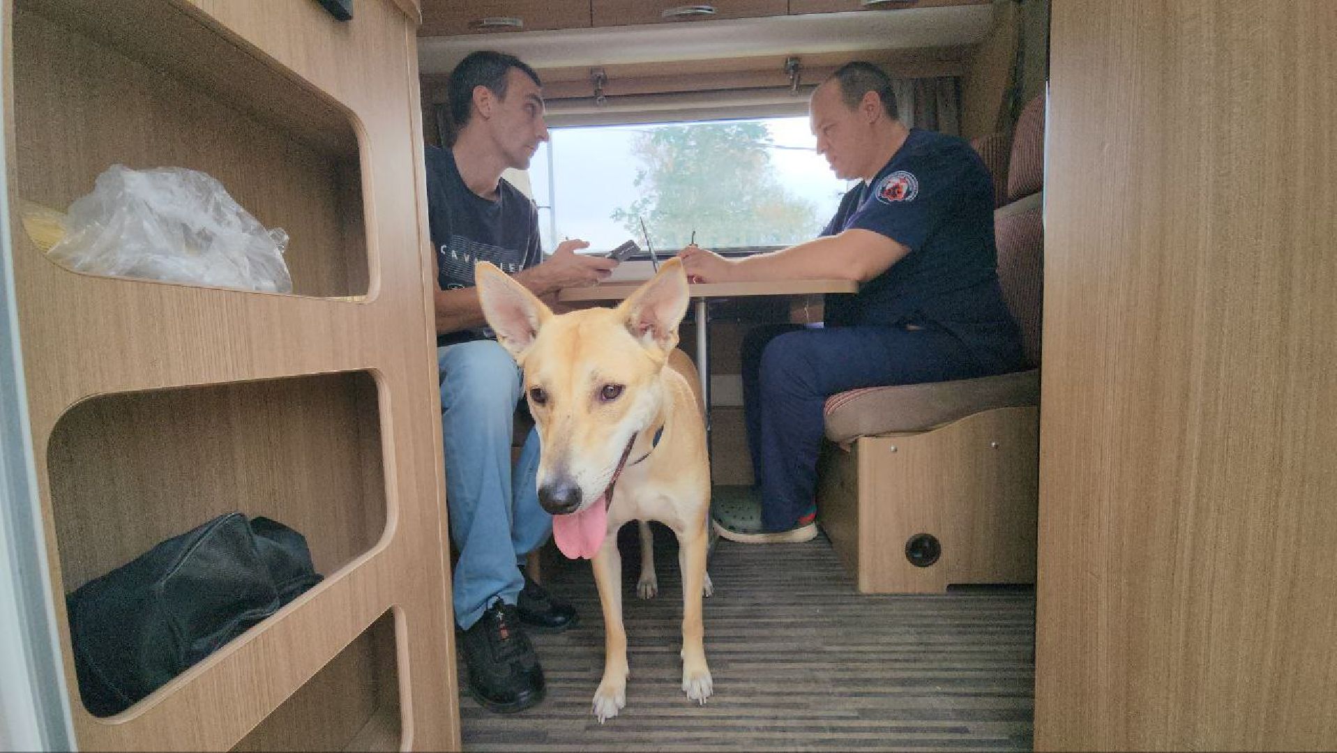 люберцы, Люберецкая Станция по борьбе с болезнями животных, регистрация животных, чипирование домашних животных,