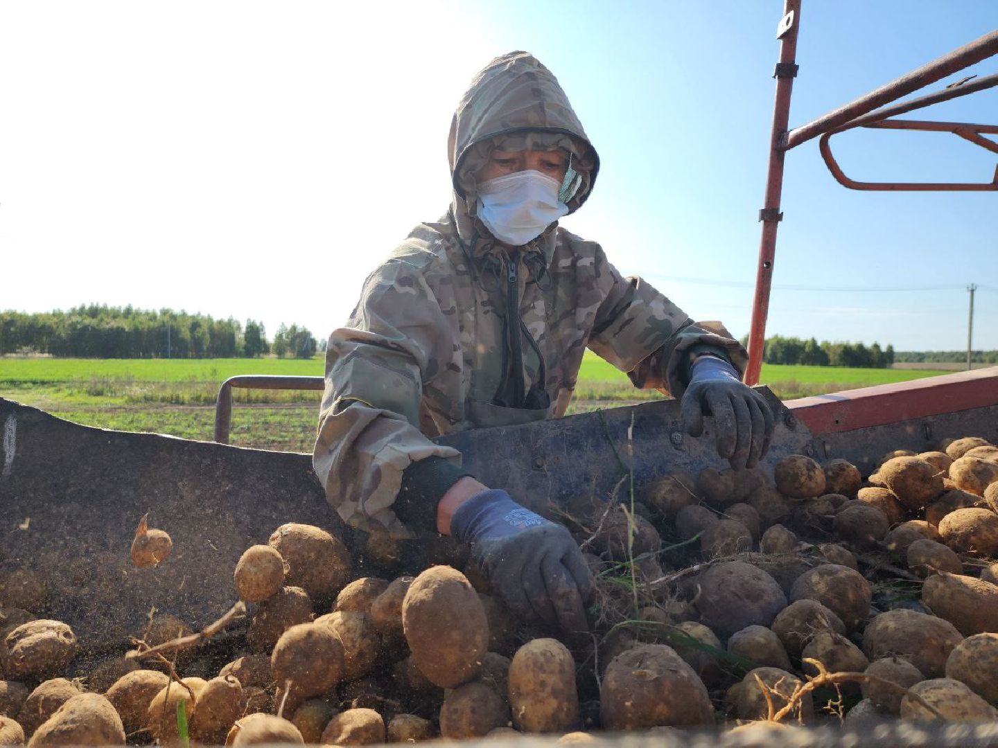 можайск, можайский городской округ, подмосковье, сельское хозяйство, крестьянско-фермерские хозяйства, Агропредприятия, сбор урожая, картофель, морковь, полевые работы, уборочная кампания,