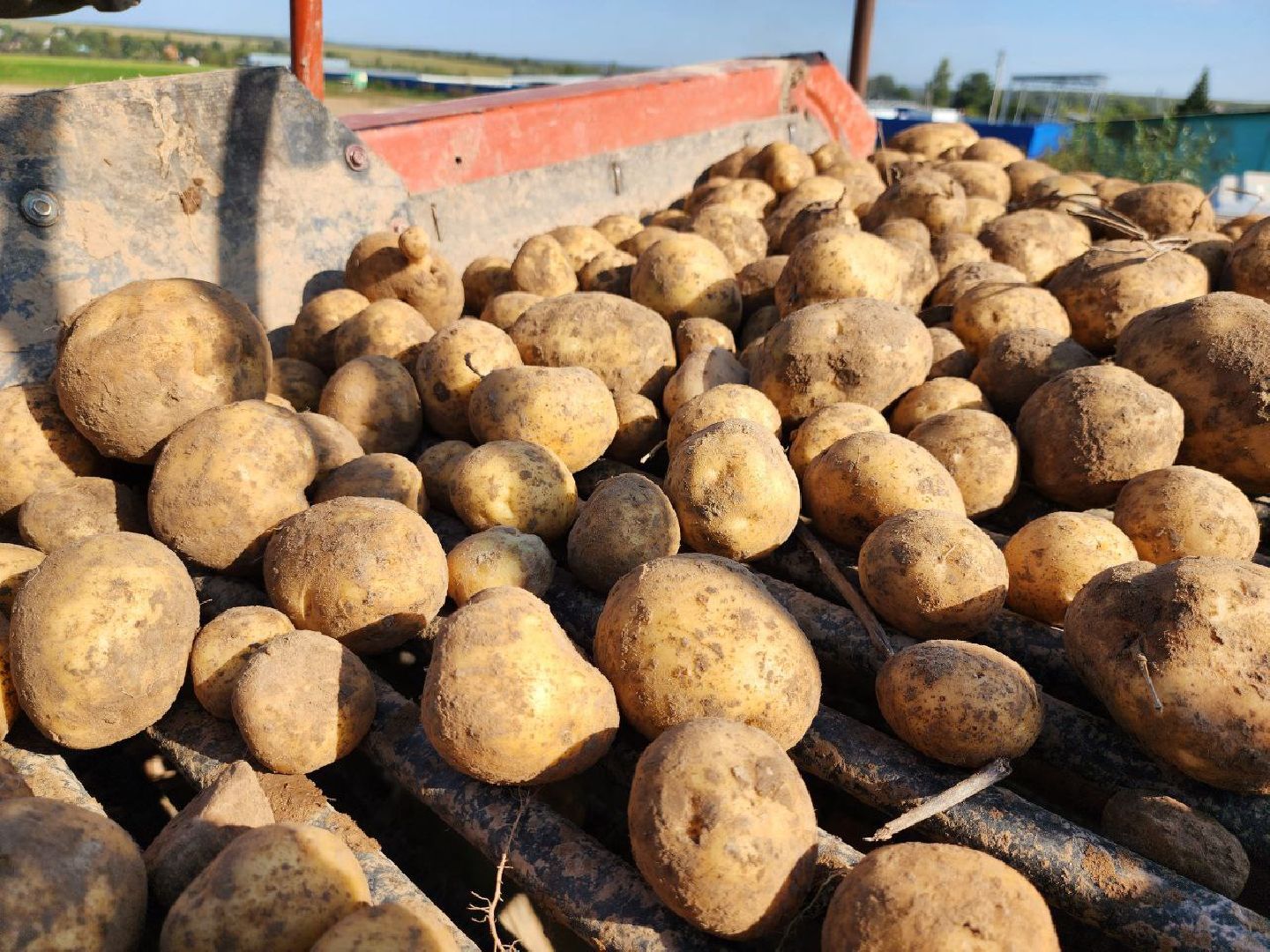 можайск, можайский городской округ, подмосковье, сельское хозяйство, крестьянско-фермерские хозяйства, Агропредприятия, сбор урожая, картофель, морковь, полевые работы, уборочная кампания,