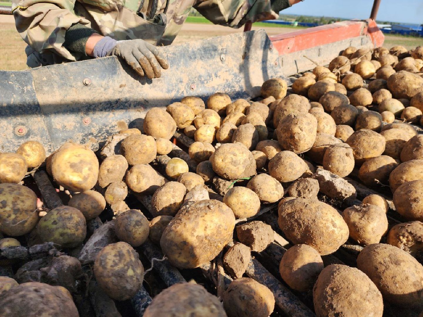 можайск, можайский городской округ, подмосковье, сельское хозяйство, крестьянско-фермерские хозяйства, Агропредприятия, сбор урожая, картофель, морковь, полевые работы, уборочная кампания,