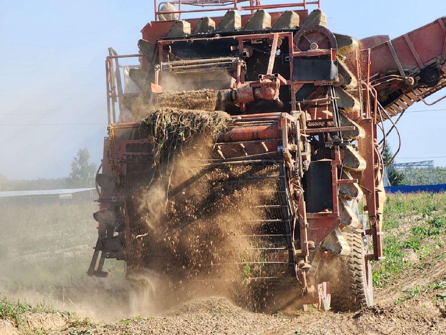 можайск, можайский городской округ, подмосковье, сельское хозяйство, крестьянско-фермерские хозяйства, Агропредприятия, сбор урожая, картофель, морковь, полевые работы, уборочная кампания,
