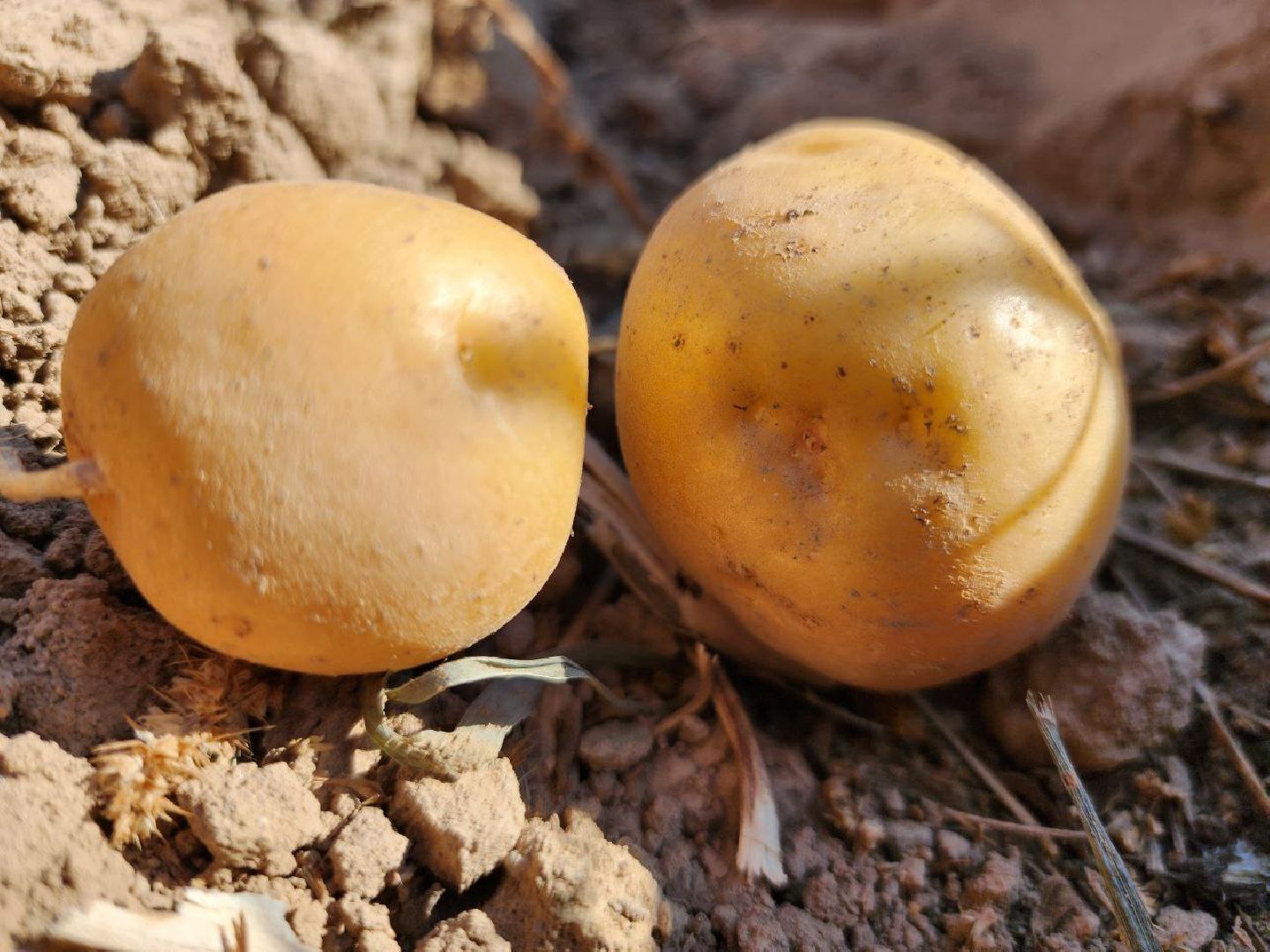 можайск, можайский городской округ, подмосковье, сельское хозяйство, крестьянско-фермерские хозяйства, Агропредприятия, сбор урожая, картофель, морковь, полевые работы, уборочная кампания,