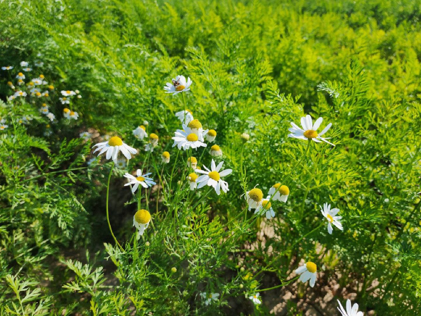 можайск, можайский городской округ, подмосковье, сельское хозяйство, крестьянско-фермерские хозяйства, Агропредприятия, сбор урожая, картофель, морковь, полевые работы, уборочная кампания,