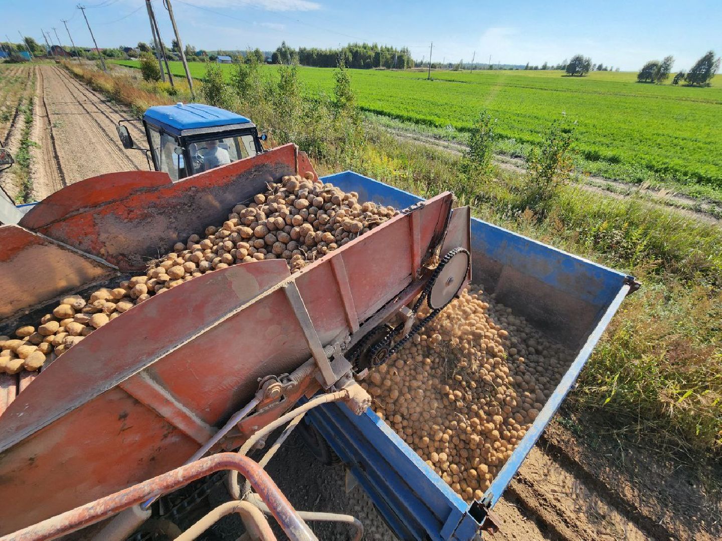 можайск, можайский городской округ, подмосковье, сельское хозяйство, крестьянско-фермерские хозяйства, Агропредприятия, сбор урожая, картофель, морковь, полевые работы, уборочная кампания,