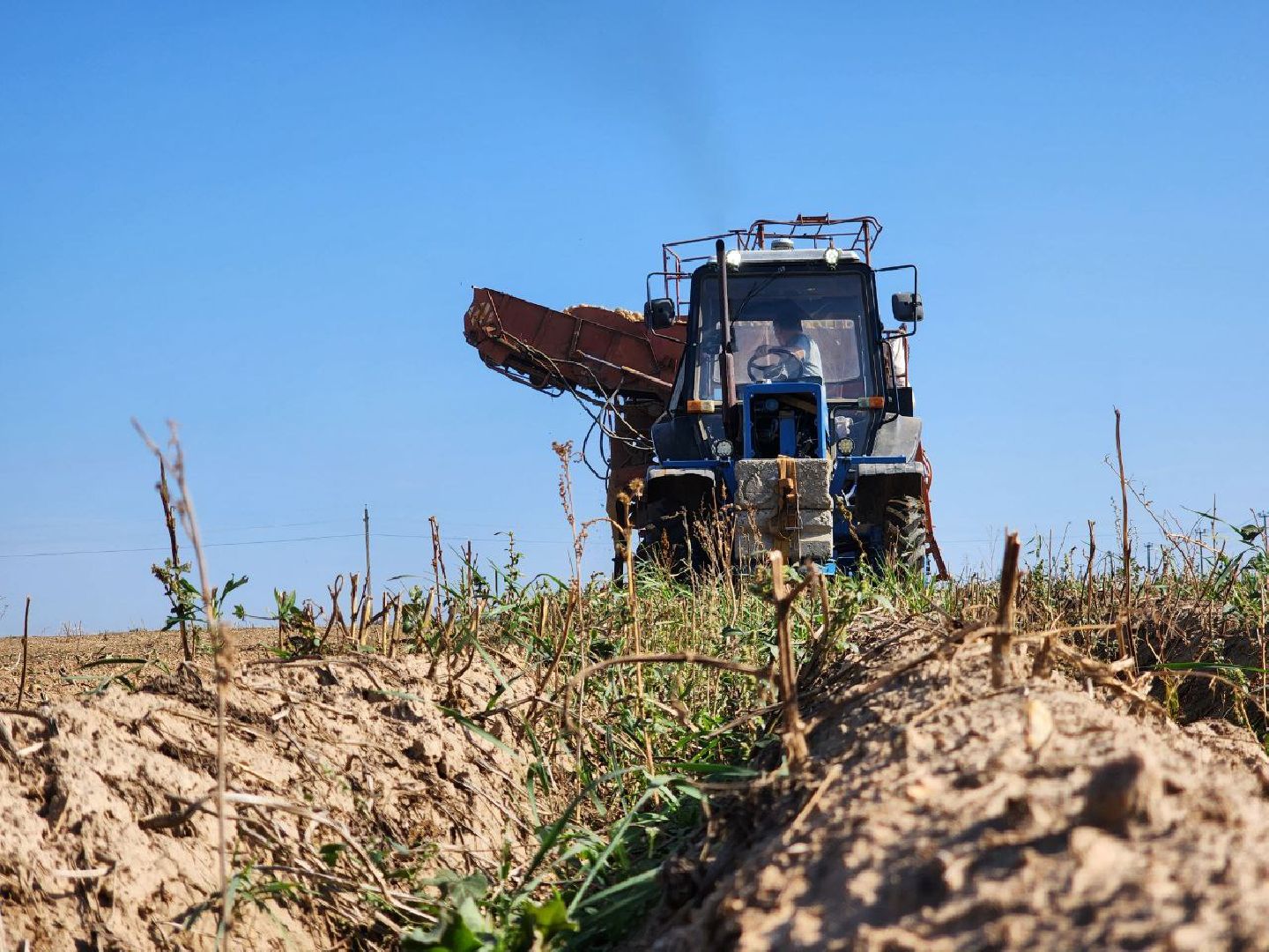 можайск, можайский городской округ, подмосковье, сельское хозяйство, крестьянско-фермерские хозяйства, Агропредприятия, сбор урожая, картофель, морковь, полевые работы, уборочная кампания,