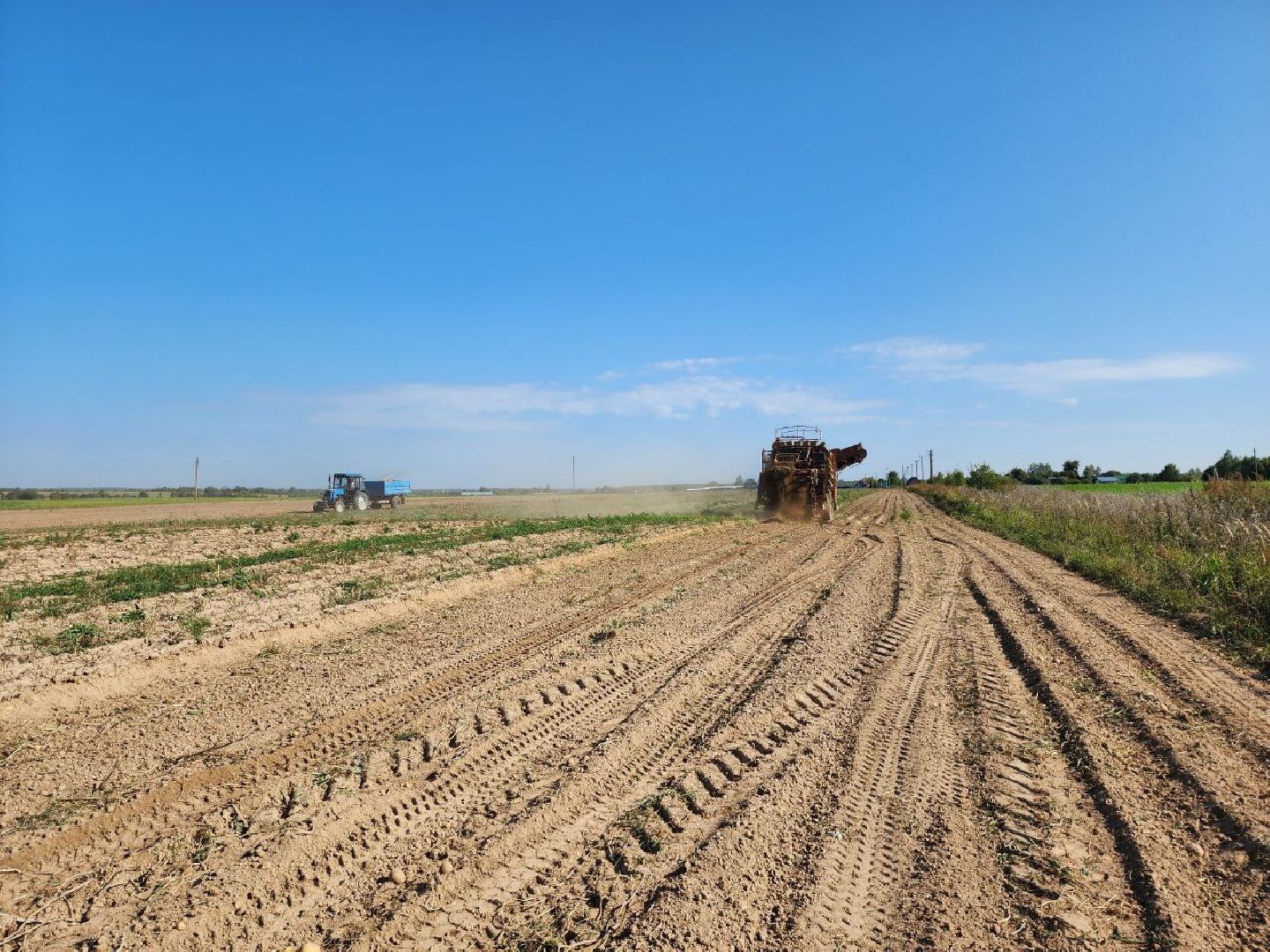 можайск, можайский городской округ, подмосковье, сельское хозяйство, крестьянско-фермерские хозяйства, Агропредприятия, сбор урожая, картофель, морковь, полевые работы, уборочная кампания,
