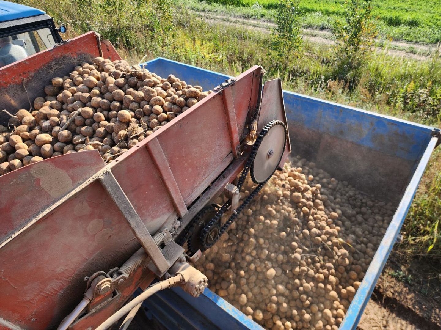 можайск, можайский городской округ, подмосковье, сельское хозяйство, крестьянско-фермерские хозяйства, Агропредприятия, сбор урожая, картофель, морковь, полевые работы, уборочная кампания,