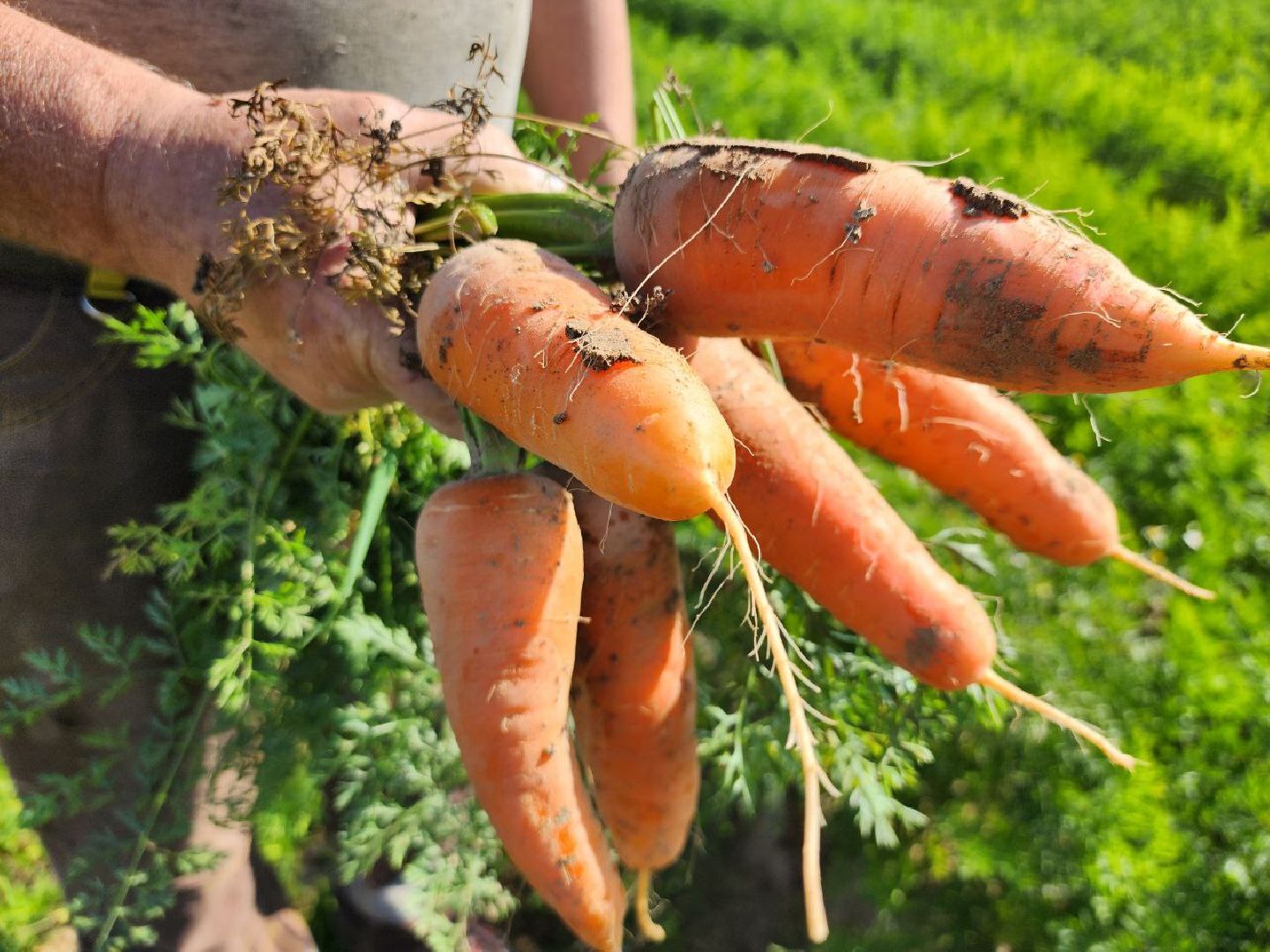 можайск, можайский городской округ, подмосковье, сельское хозяйство, крестьянско-фермерские хозяйства, Агропредприятия, сбор урожая, картофель, морковь, полевые работы, уборочная кампания,