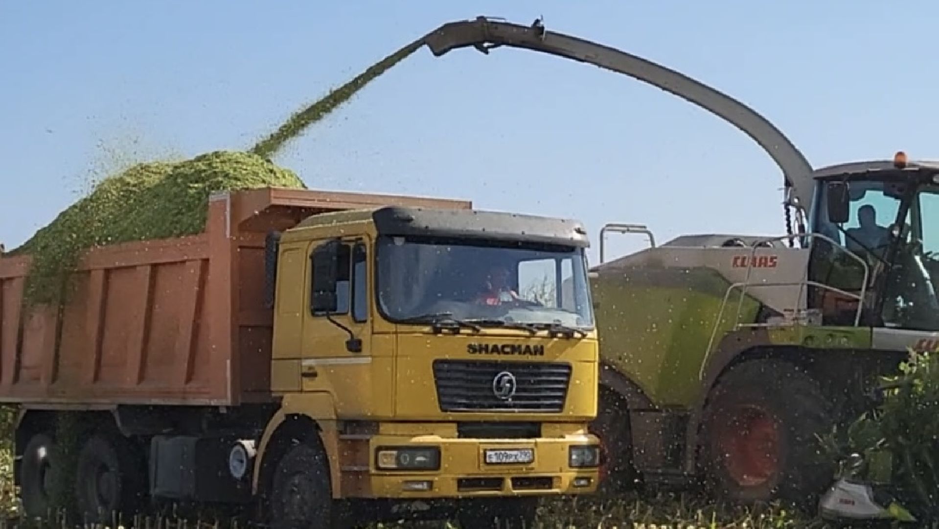 луховицы, уборочная кампания, сельское хозяйство, уборка кукурузы,