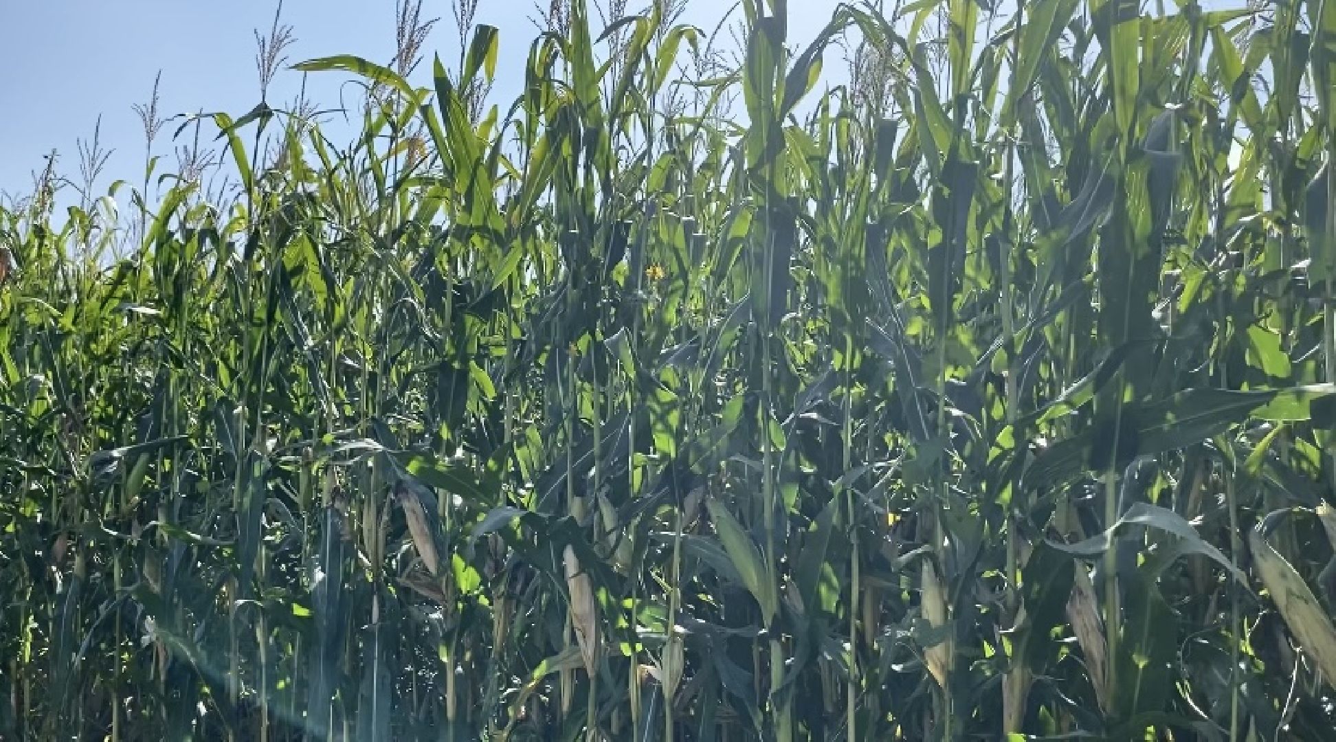 луховицы, уборочная кампания, сельское хозяйство, уборка кукурузы,