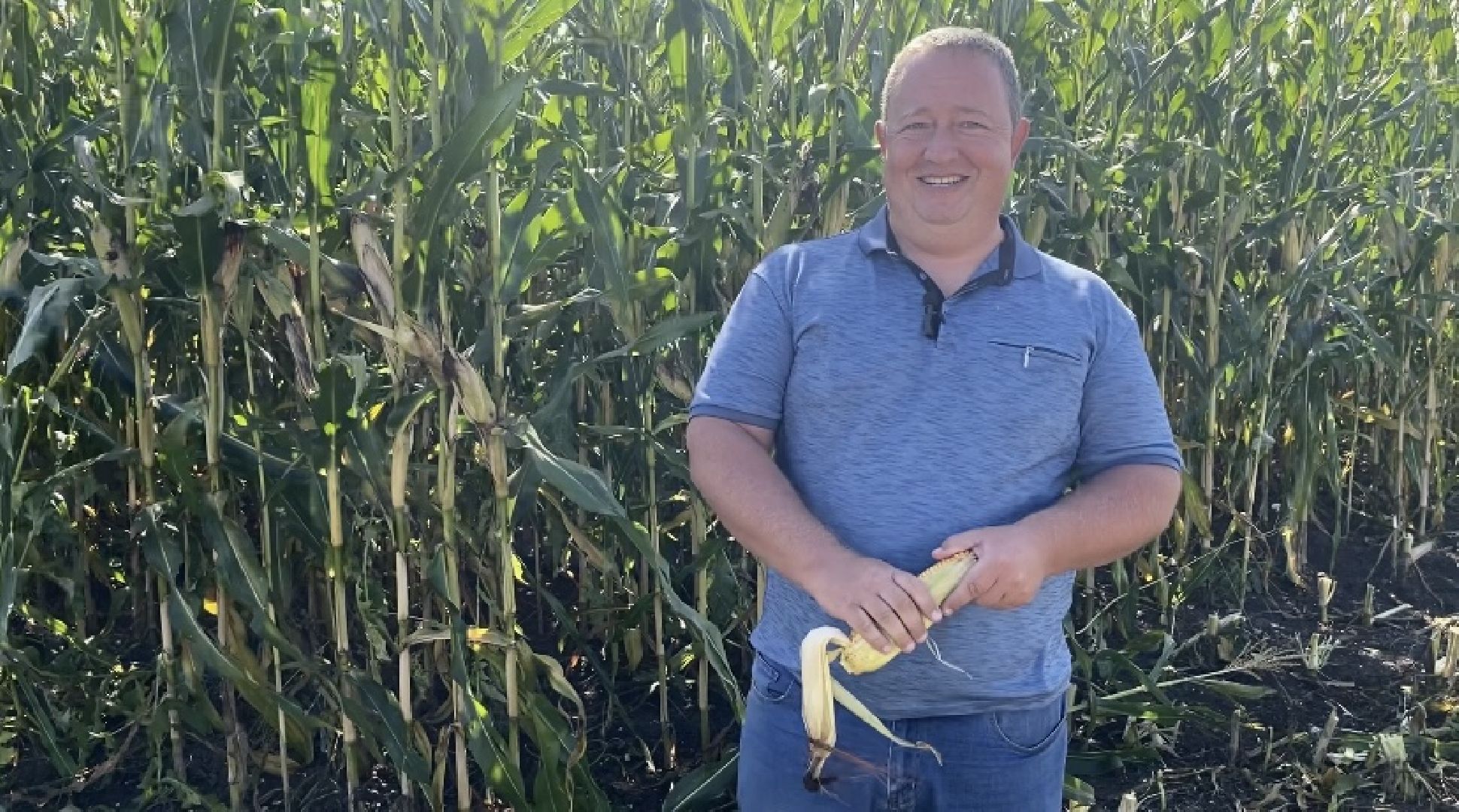 луховицы, уборочная кампания, сельское хозяйство, уборка кукурузы,