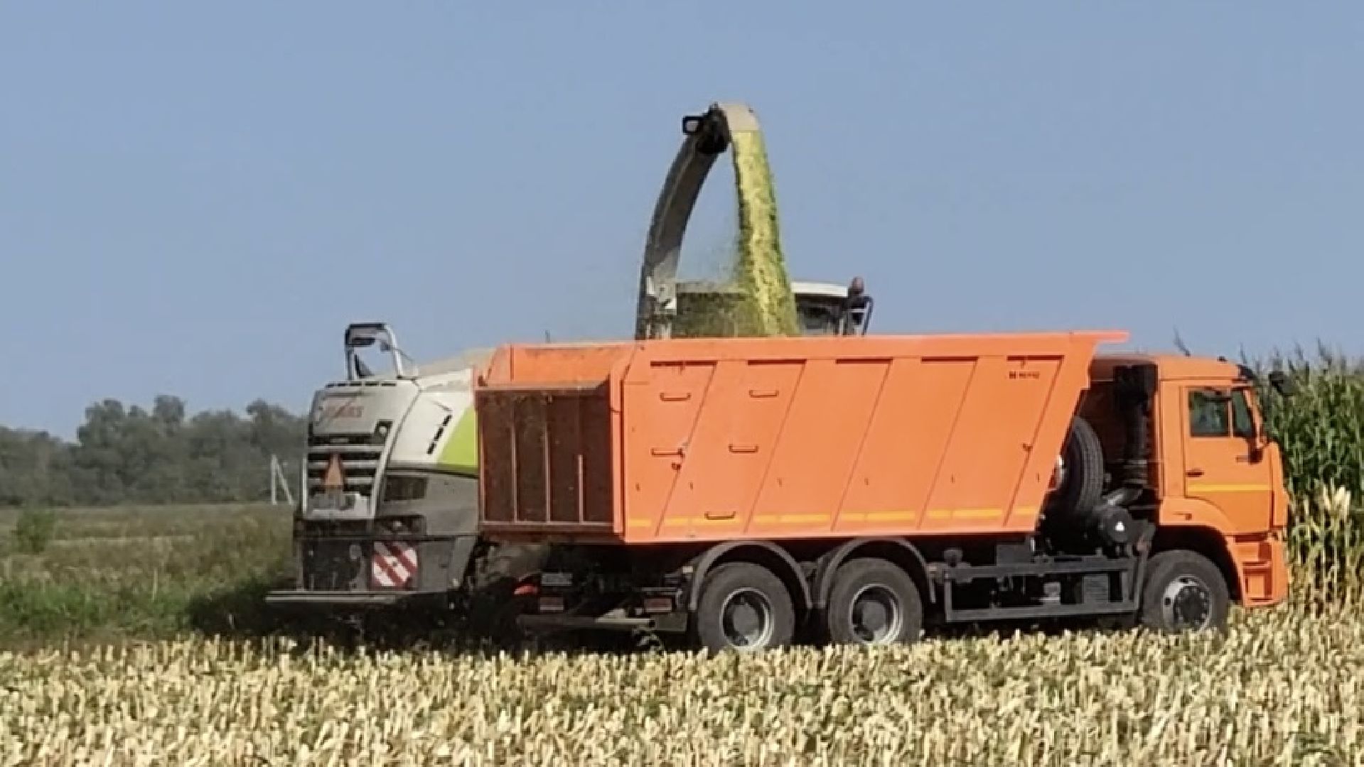 луховицы, уборочная кампания, сельское хозяйство, уборка кукурузы,