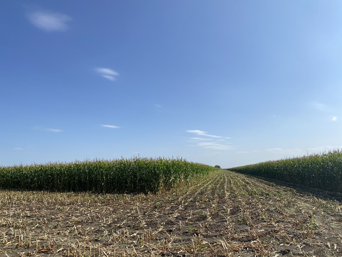 луховицы, уборочная кампания, сельское хозяйство, уборка кукурузы,
