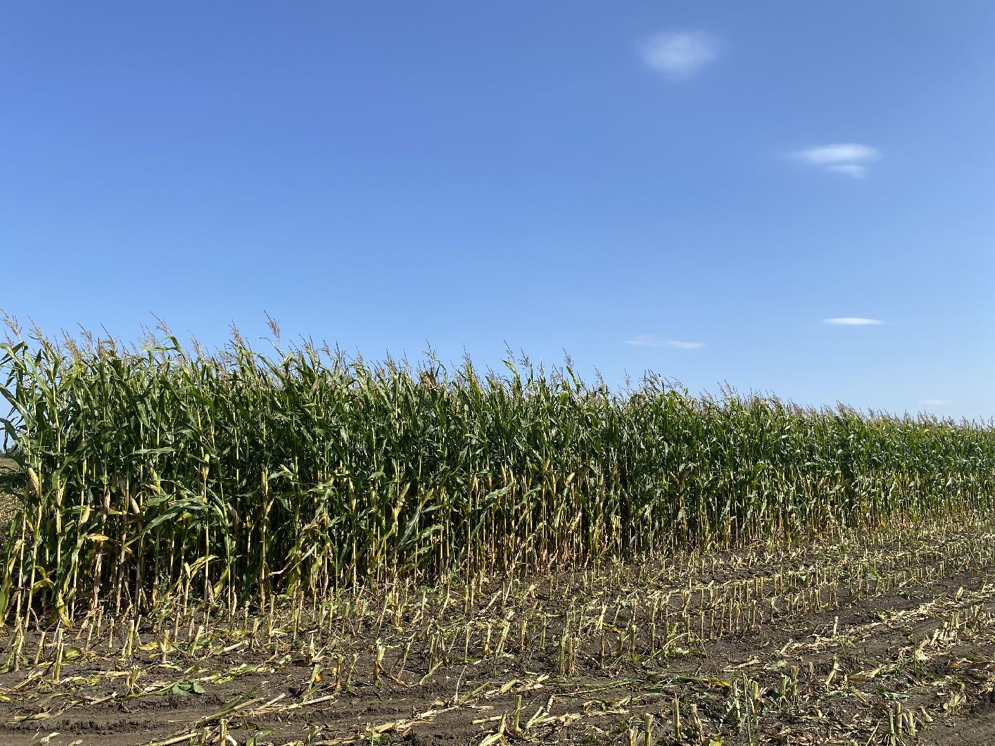 луховицы, уборочная кампания, сельское хозяйство, уборка кукурузы,