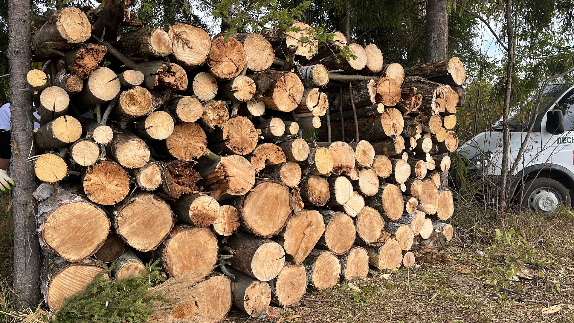 лес, день в лесу, эко, экоакция, экологическая акция, посадка деревьев,