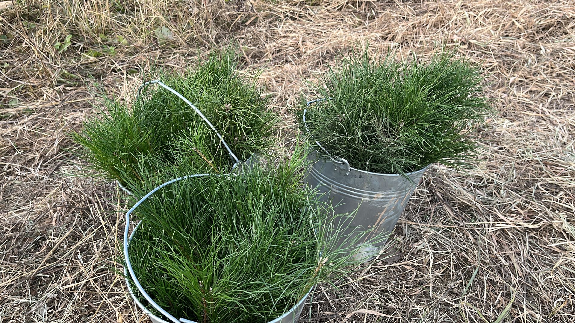 лес, день в лесу, эко, экоакция, экологическая акция, посадка деревьев,