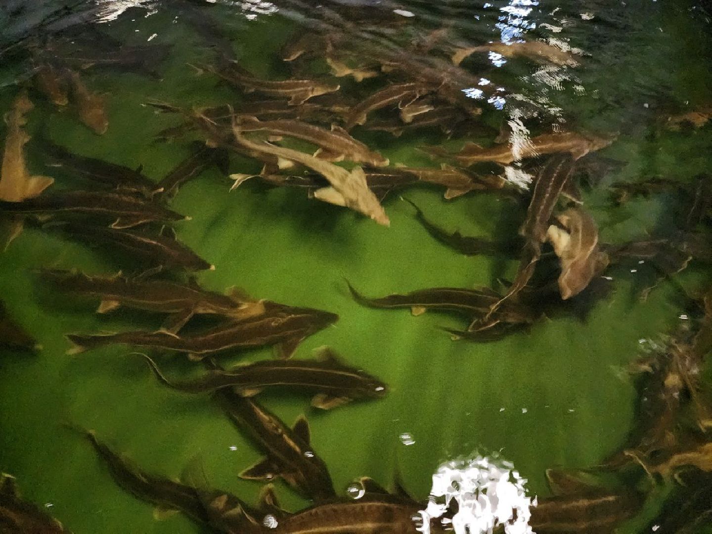 можайск, можайский городской округ, подмосковье, Главрыбвод, производственно-экспериментальный рыбоводный завод, виды осетровых рыб, разведение, экология, сохранение популяции,разведение осетров,