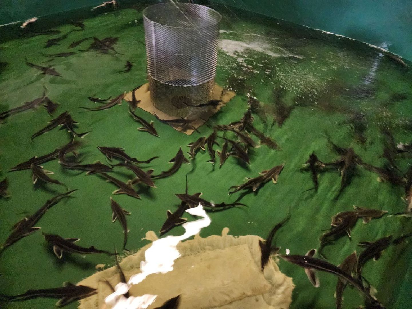 можайск, можайский городской округ, подмосковье, Главрыбвод, производственно-экспериментальный рыбоводный завод, виды осетровых рыб, разведение, экология, сохранение популяции,разведение осетров,