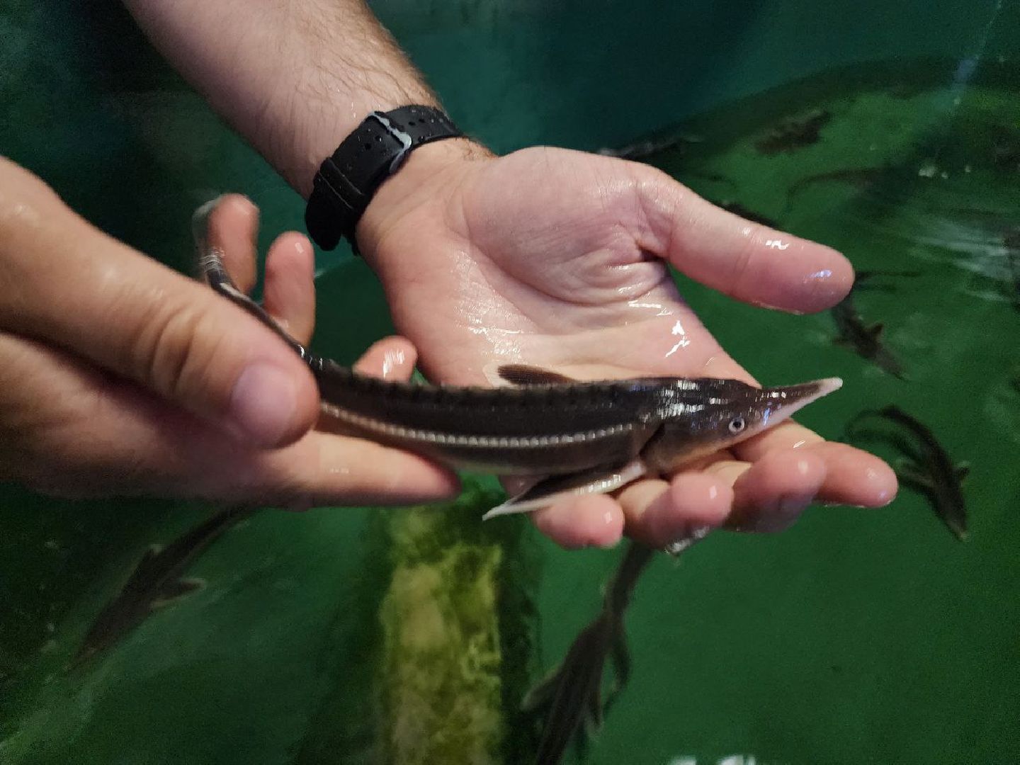 можайск, можайский городской округ, подмосковье, Главрыбвод, производственно-экспериментальный рыбоводный завод, виды осетровых рыб, разведение, экология, сохранение популяции,разведение осетров,