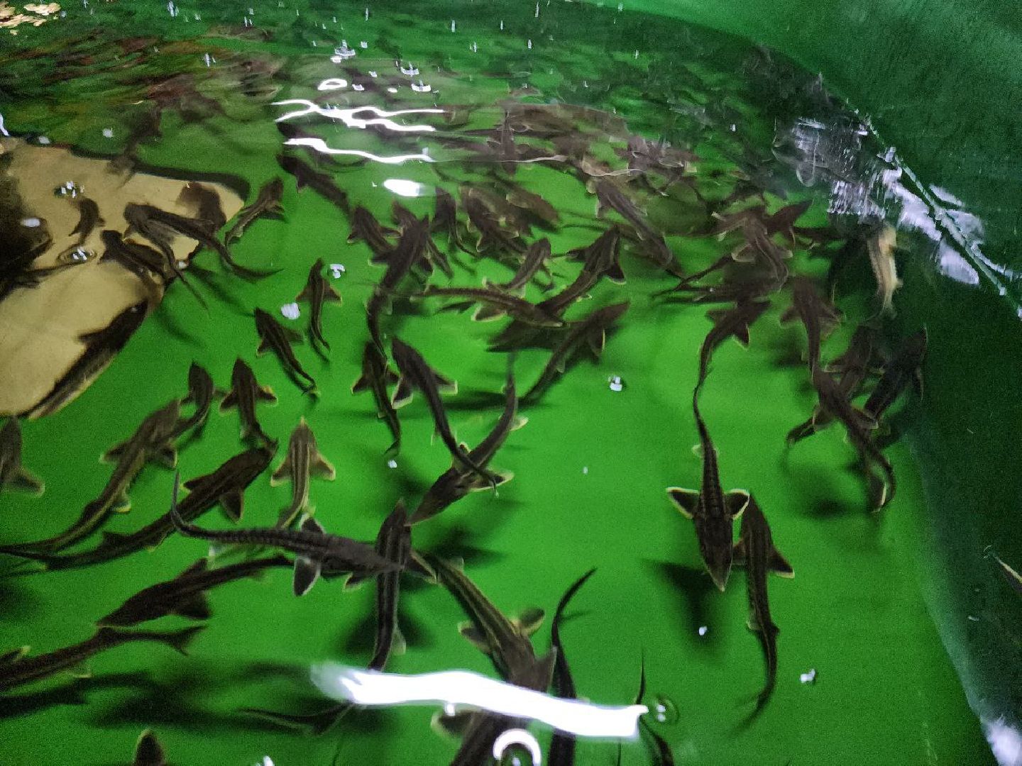 можайск, можайский городской округ, подмосковье, Главрыбвод, производственно-экспериментальный рыбоводный завод, виды осетровых рыб, разведение, экология, сохранение популяции,разведение осетров,