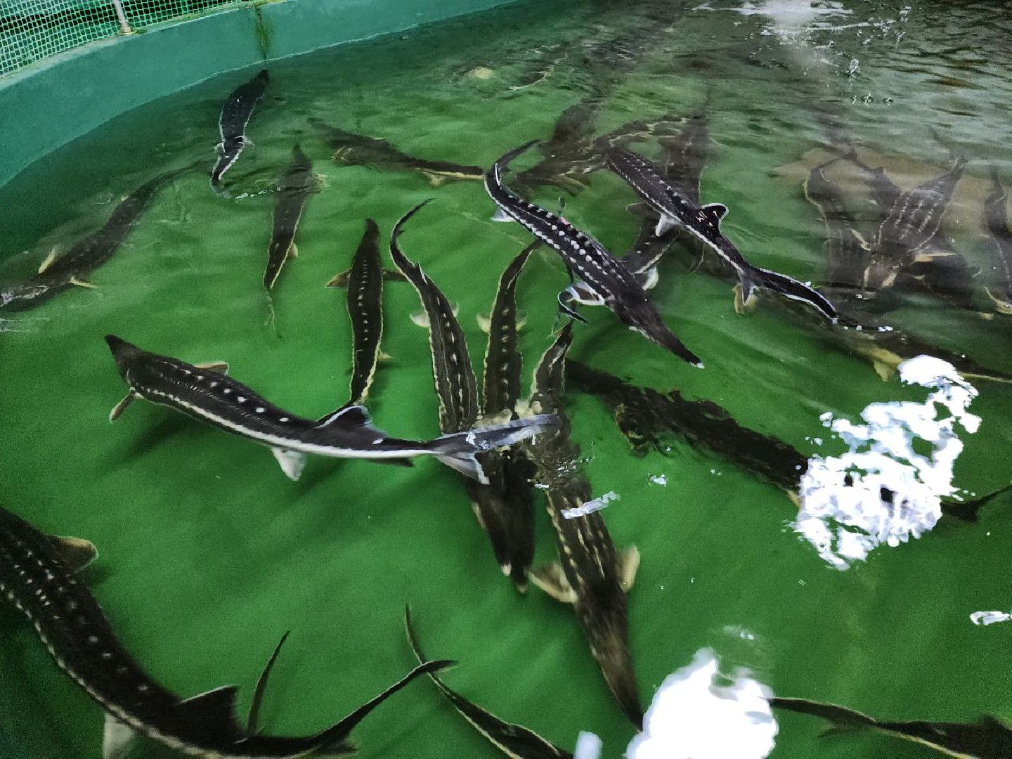 можайск, можайский городской округ, подмосковье, Главрыбвод, производственно-экспериментальный рыбоводный завод, виды осетровых рыб, разведение, экология, сохранение популяции,разведение осетров,