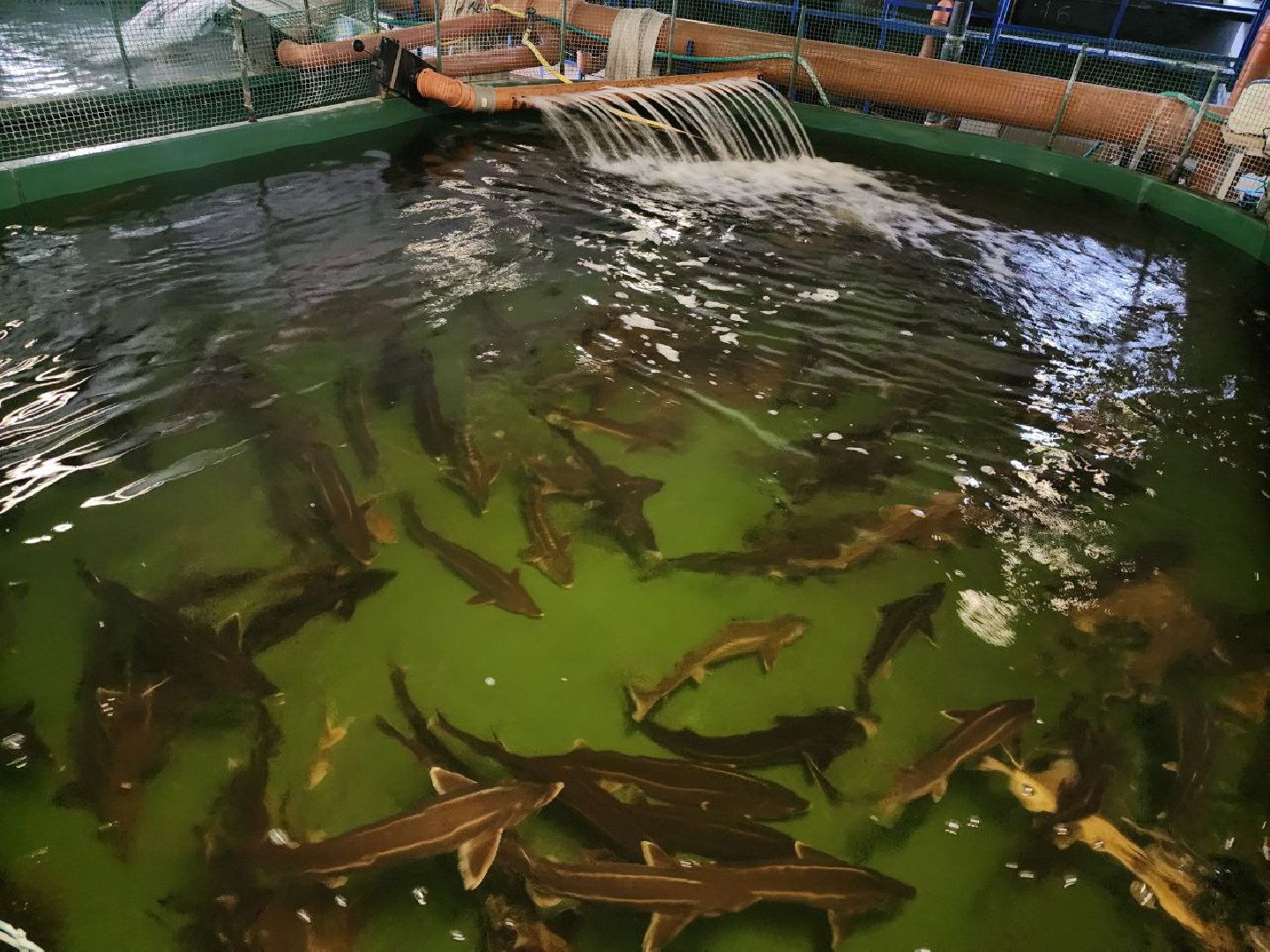 можайск, можайский городской округ, подмосковье, Главрыбвод, производственно-экспериментальный рыбоводный завод, виды осетровых рыб, разведение, экология, сохранение популяции,разведение осетров,