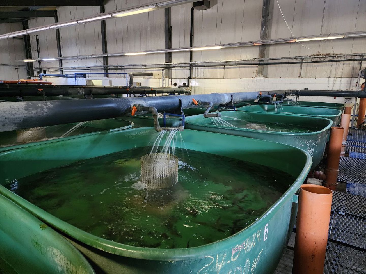 можайск, можайский городской округ, подмосковье, Главрыбвод, производственно-экспериментальный рыбоводный завод, виды осетровых рыб, разведение, экология, сохранение популяции,разведение осетров,