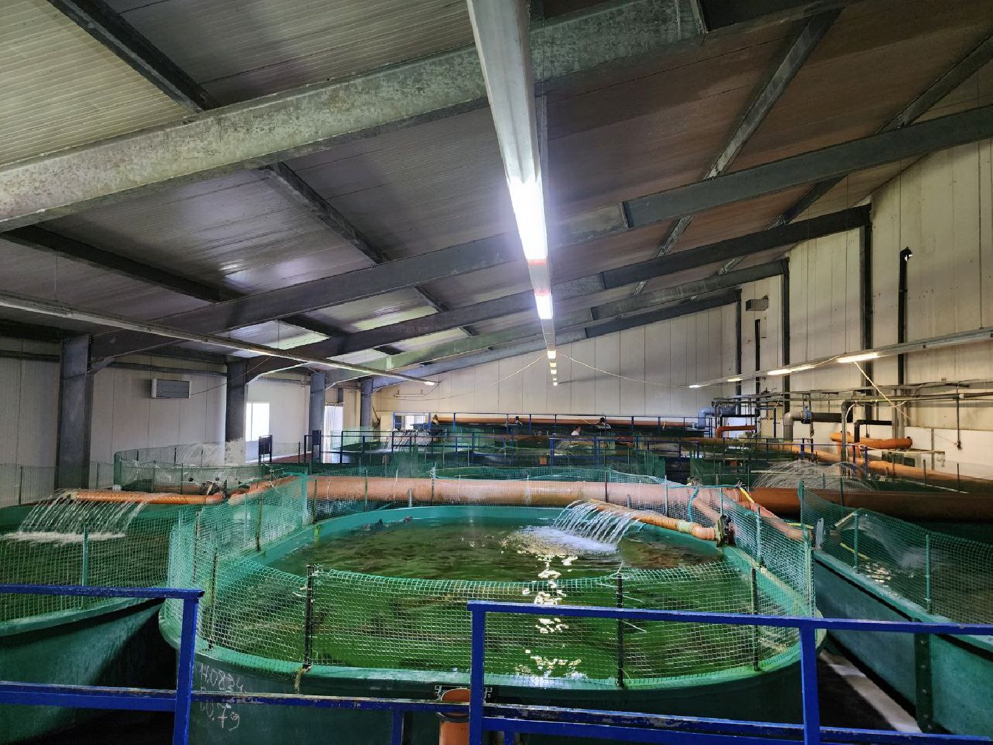 можайск, можайский городской округ, подмосковье, Главрыбвод, производственно-экспериментальный рыбоводный завод, виды осетровых рыб, разведение, экология, сохранение популяции,разведение осетров,