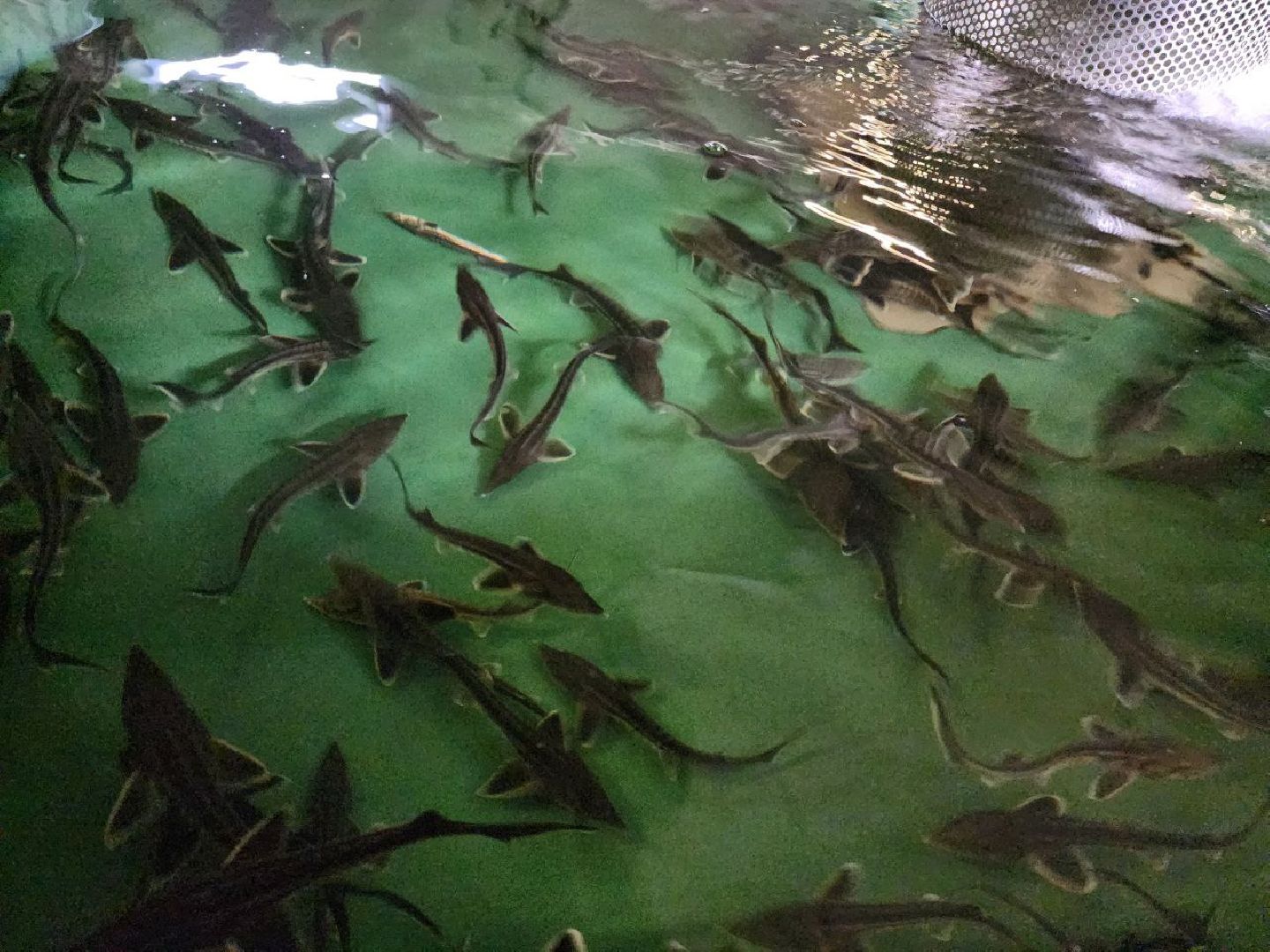 можайск, можайский городской округ, подмосковье, Главрыбвод, производственно-экспериментальный рыбоводный завод, виды осетровых рыб, разведение, экология, сохранение популяции,разведение осетров,