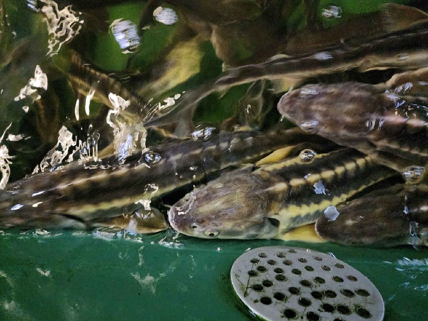 можайск, можайский городской округ, подмосковье, Главрыбвод, производственно-экспериментальный рыбоводный завод, виды осетровых рыб, разведение, экология, сохранение популяции,разведение осетров,