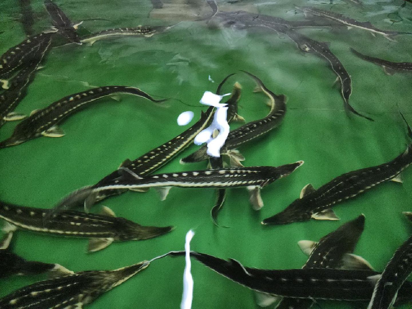 можайск, можайский городской округ, подмосковье, Главрыбвод, производственно-экспериментальный рыбоводный завод, виды осетровых рыб, разведение, экология, сохранение популяции,разведение осетров,