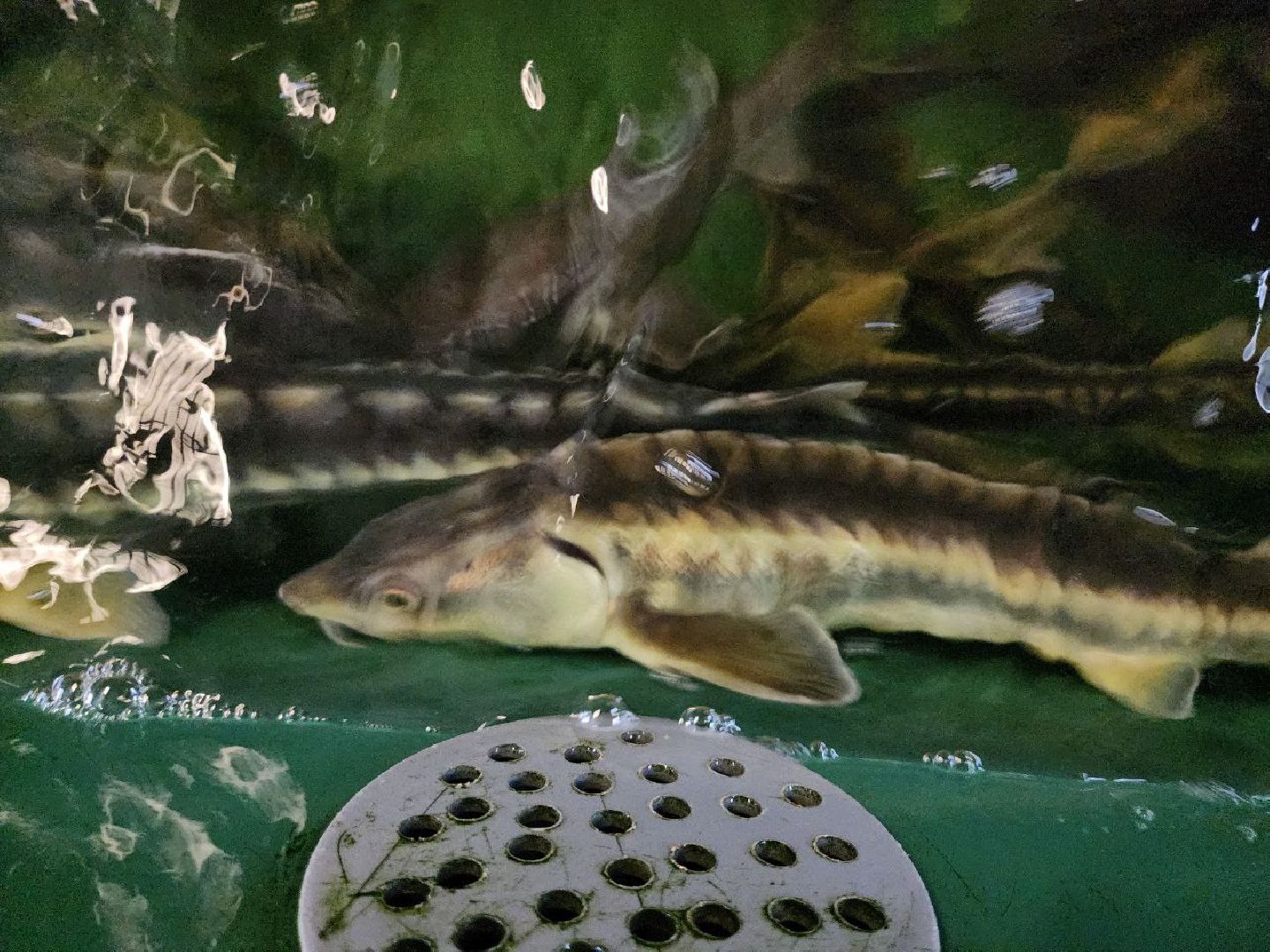 можайск, можайский городской округ, подмосковье, Главрыбвод, производственно-экспериментальный рыбоводный завод, виды осетровых рыб, разведение, экология, сохранение популяции,разведение осетров,