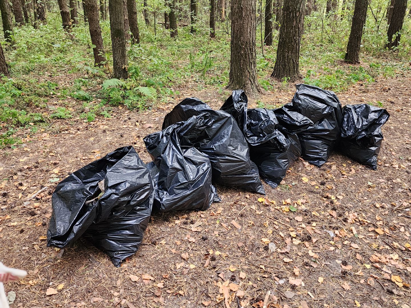 волоколамск, день в лесу, мособллес, экология,
