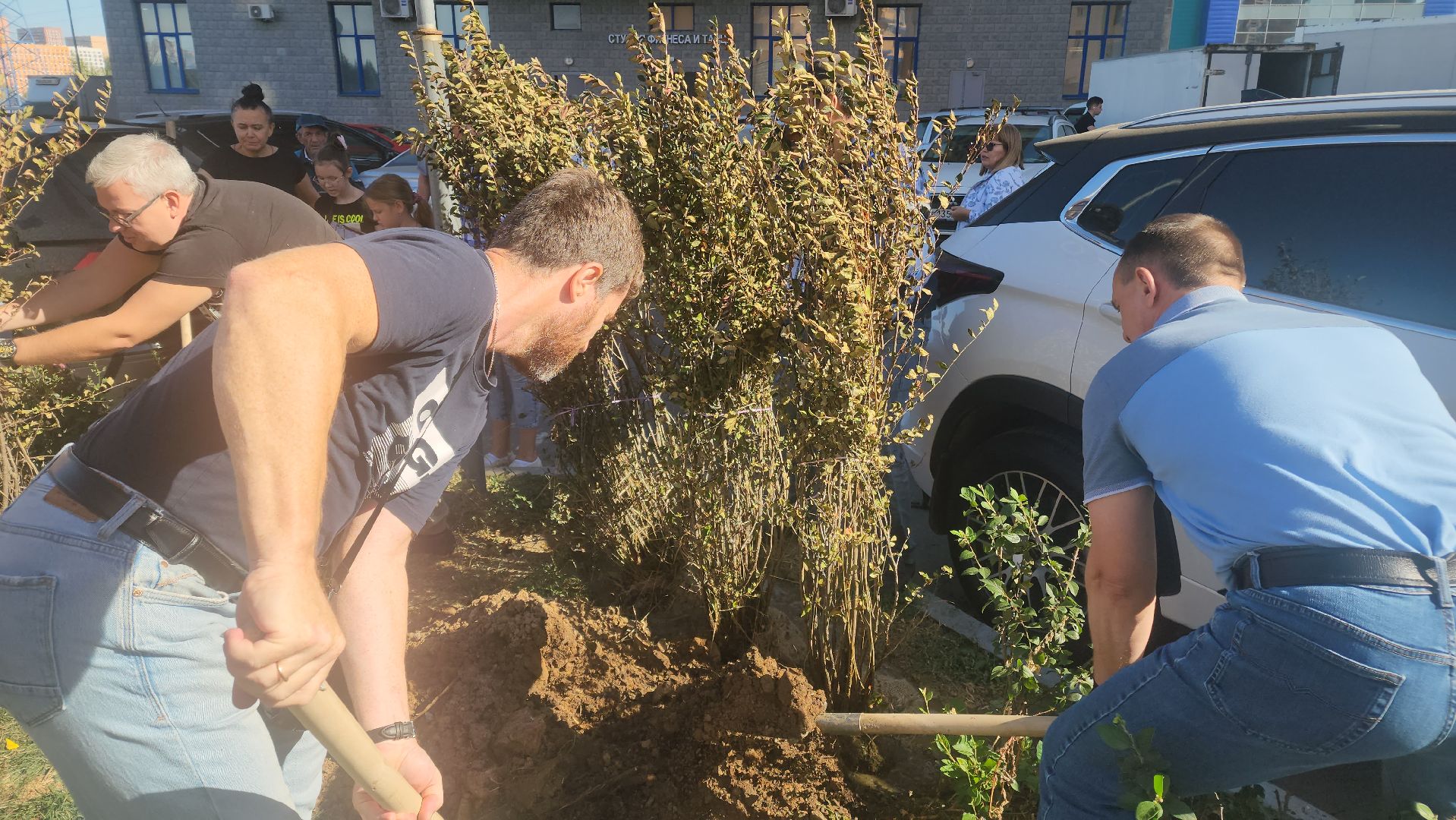 Реутов, День в лесу, посади свое дерево, высадка деревьев, кустарники, кизильник, ели, сосны, деревья,