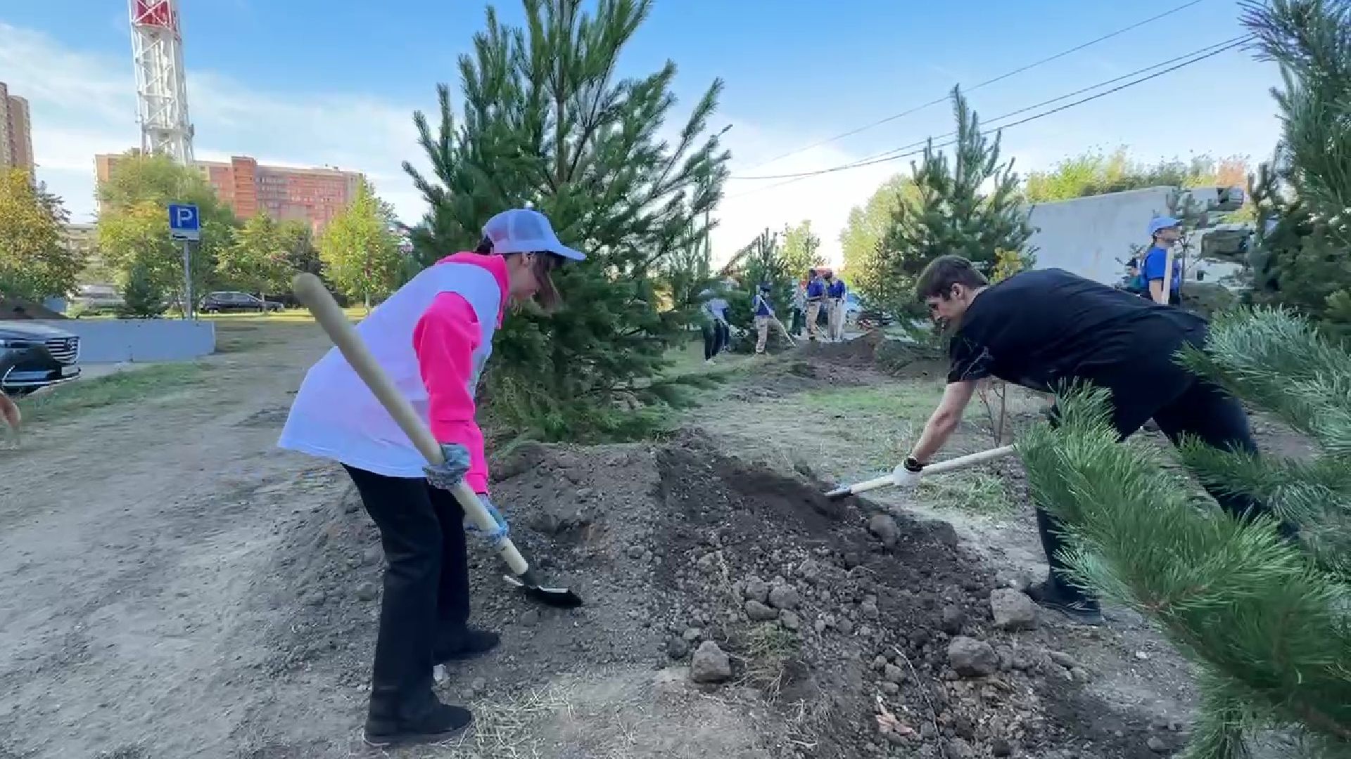 Реутов, День в лесу, посади свое дерево, высадка деревьев, кустарники, кизильник, ели, сосны, деревья,
