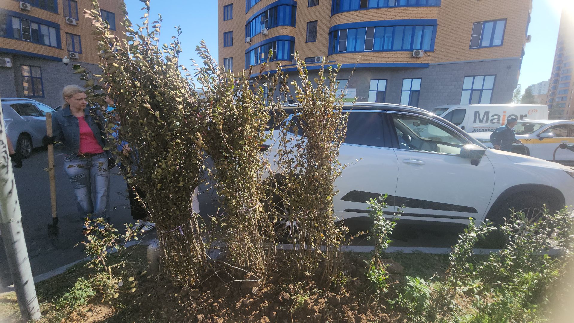 Реутов, День в лесу, посади свое дерево, высадка деревьев, кустарники, кизильник, ели, сосны, деревья,