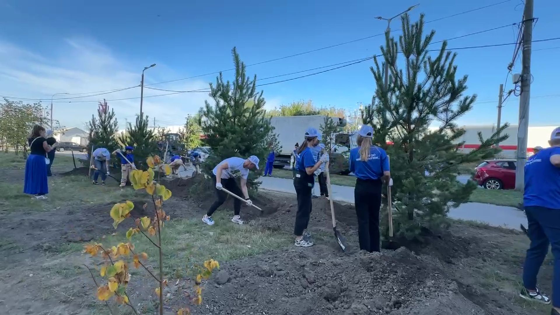 Реутов, День в лесу, посади свое дерево, высадка деревьев, кустарники, кизильник, ели, сосны, деревья,