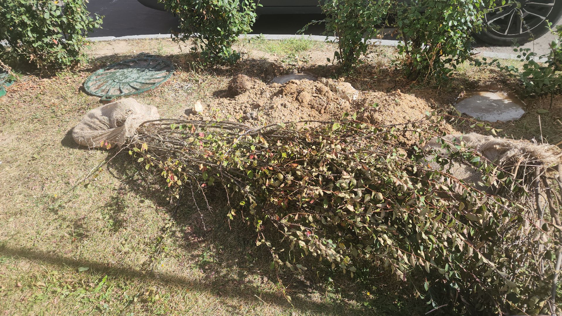 Реутов, День в лесу, посади свое дерево, высадка деревьев, кустарники, кизильник, ели, сосны, деревья,