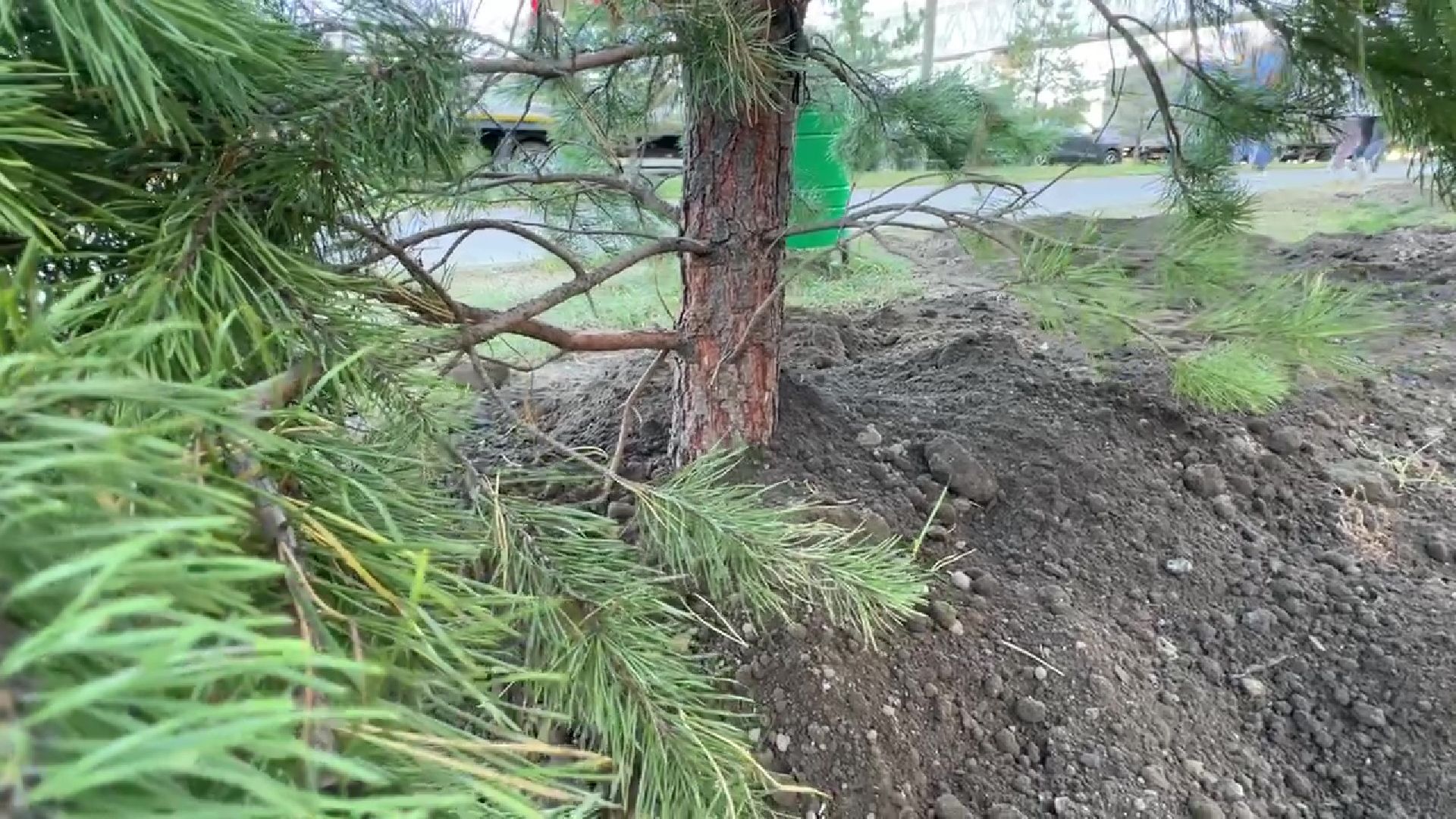 Реутов, День в лесу, посади свое дерево, высадка деревьев, кустарники, кизильник, ели, сосны, деревья,