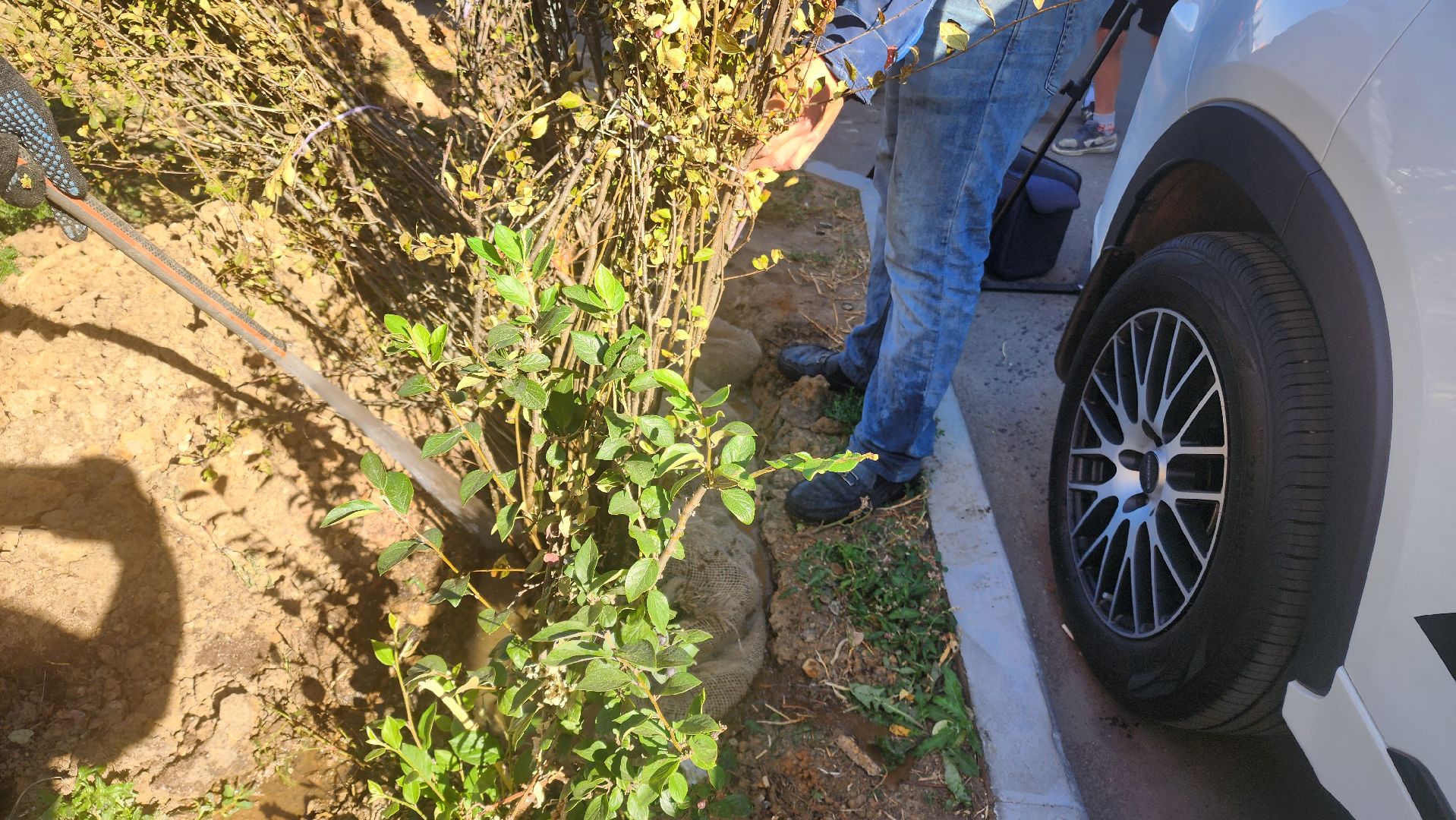 Реутов, День в лесу, посади свое дерево, высадка деревьев, кустарники, кизильник, ели, сосны, деревья,