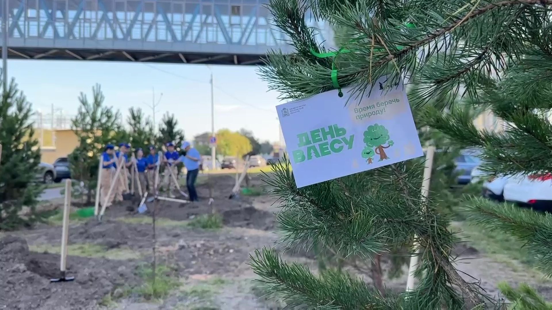 Реутов, День в лесу, посади свое дерево, высадка деревьев, кустарники, кизильник, ели, сосны, деревья,
