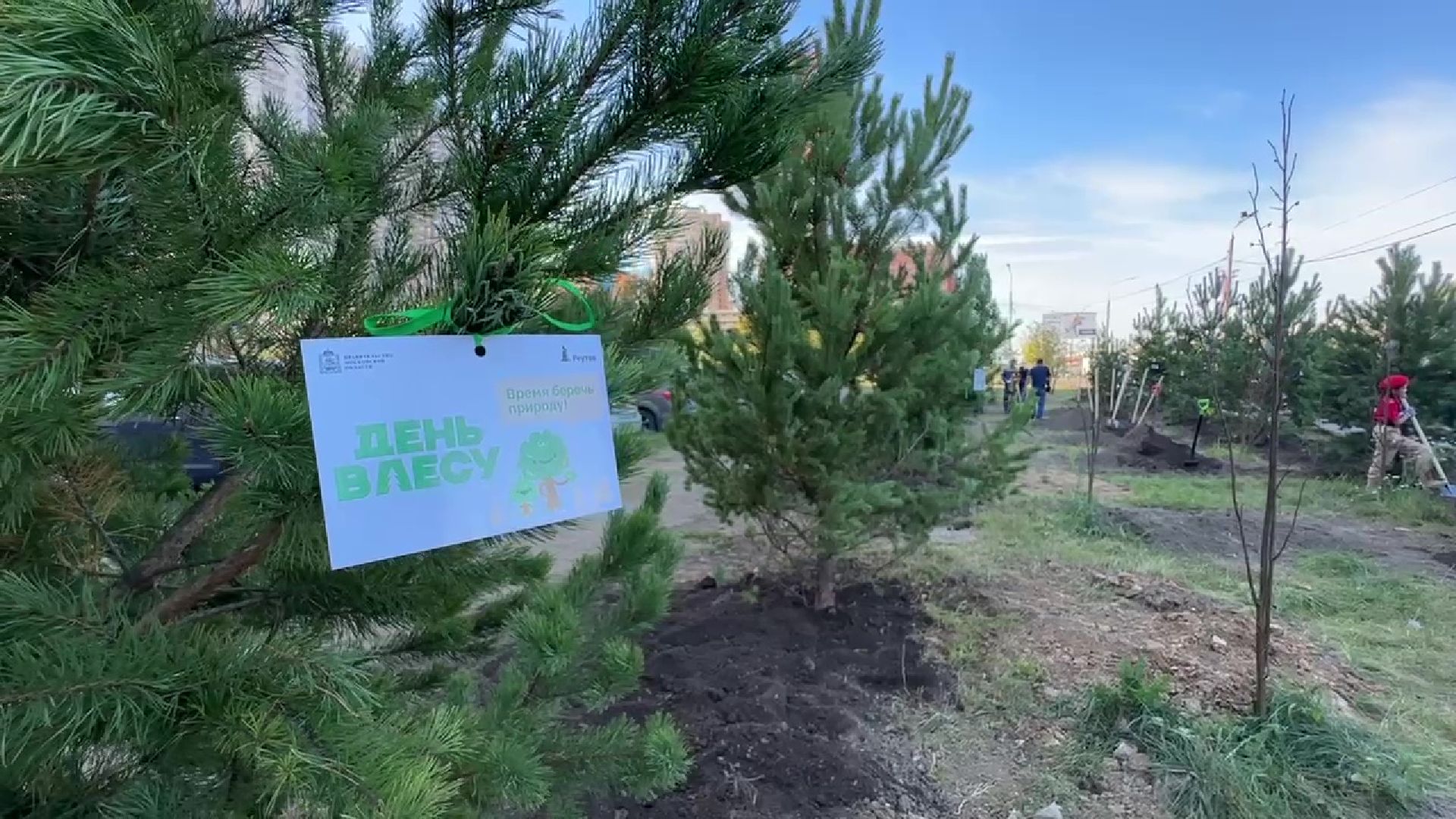 Реутов, День в лесу, посади свое дерево, высадка деревьев, кустарники, кизильник, ели, сосны, деревья,
