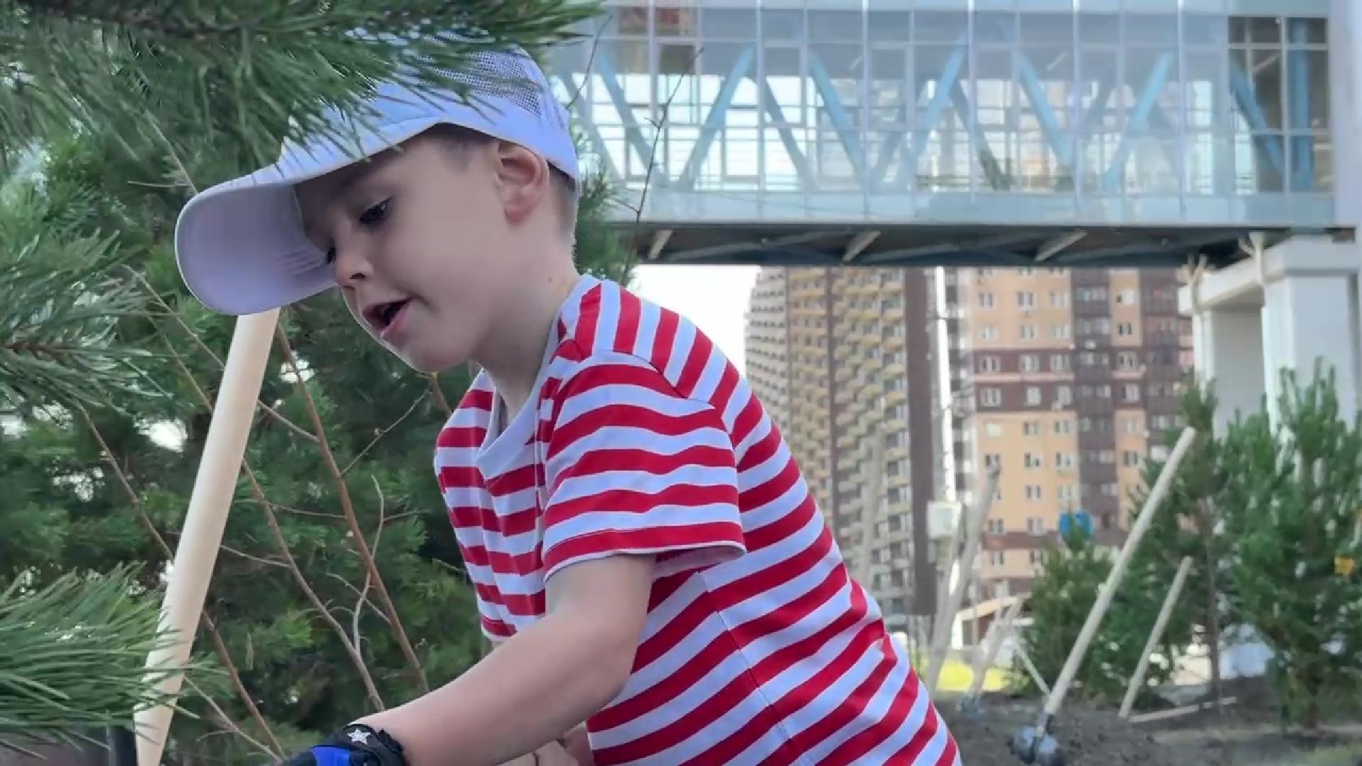 Реутов, День в лесу, посади свое дерево, высадка деревьев, кустарники, кизильник, ели, сосны, деревья,