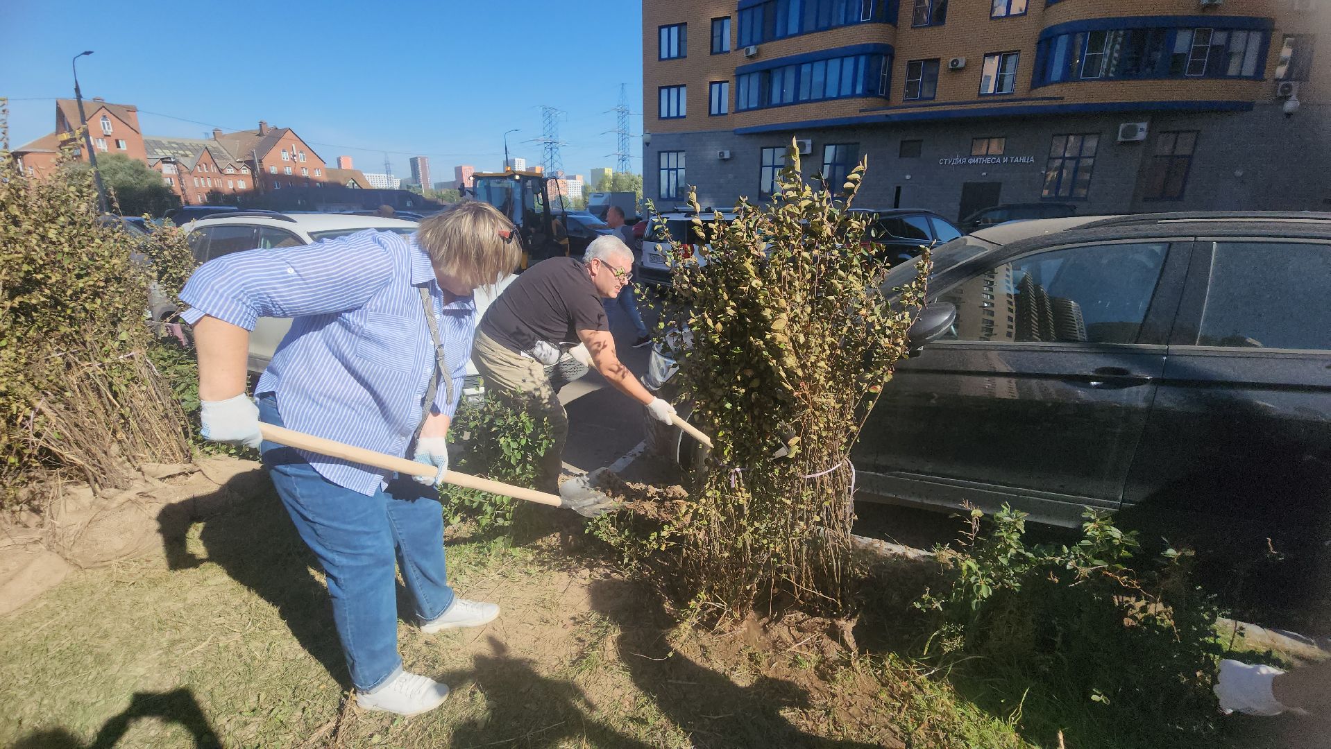 Реутов, День в лесу, посади свое дерево, высадка деревьев, кустарники, кизильник, ели, сосны, деревья,